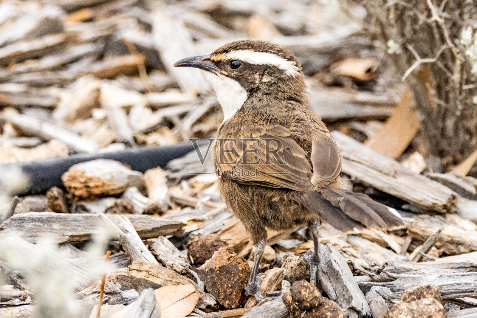 白眉嘴嘴鸟——澳大利亚本土鸟类照片摄影图片