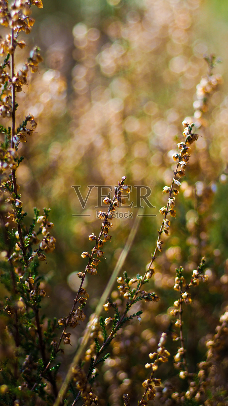 Bruyères sauvages照片摄影图片