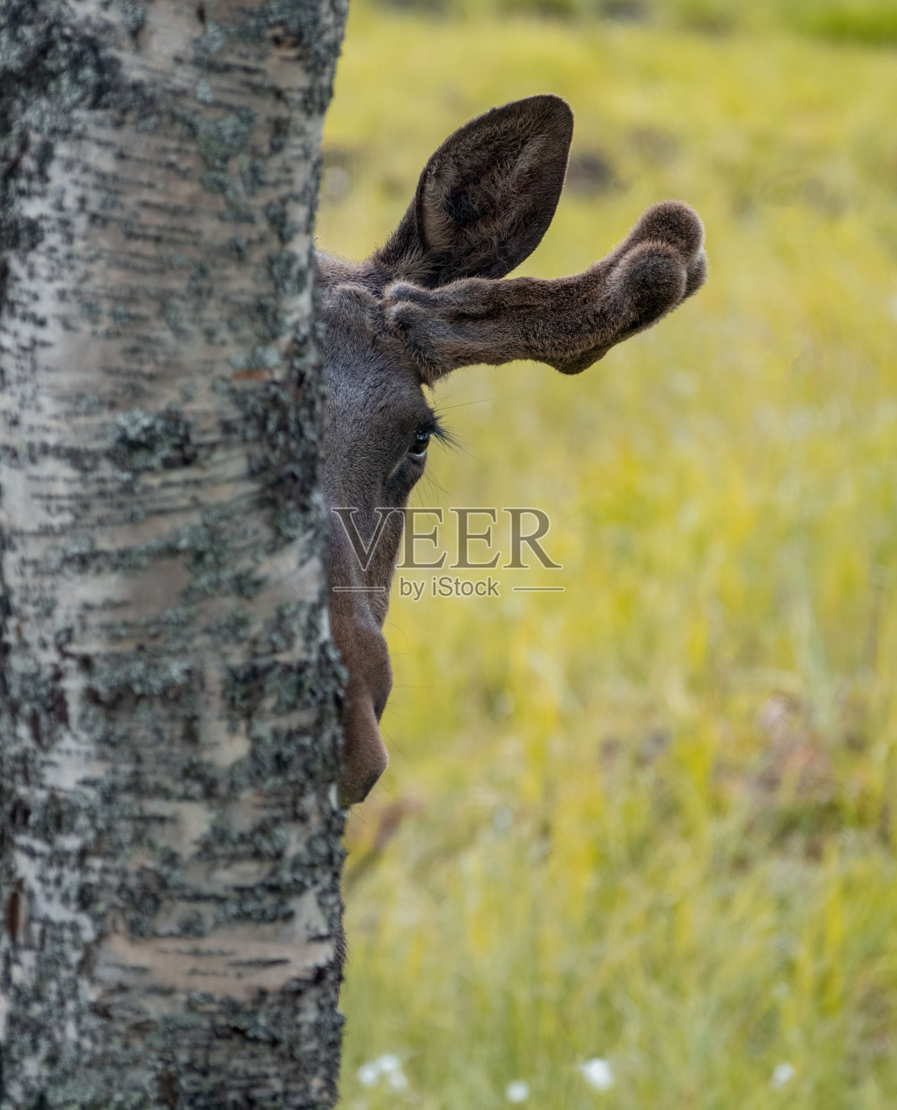一只鹿的脸躲在树后的垂直特写镜头照片摄影图片