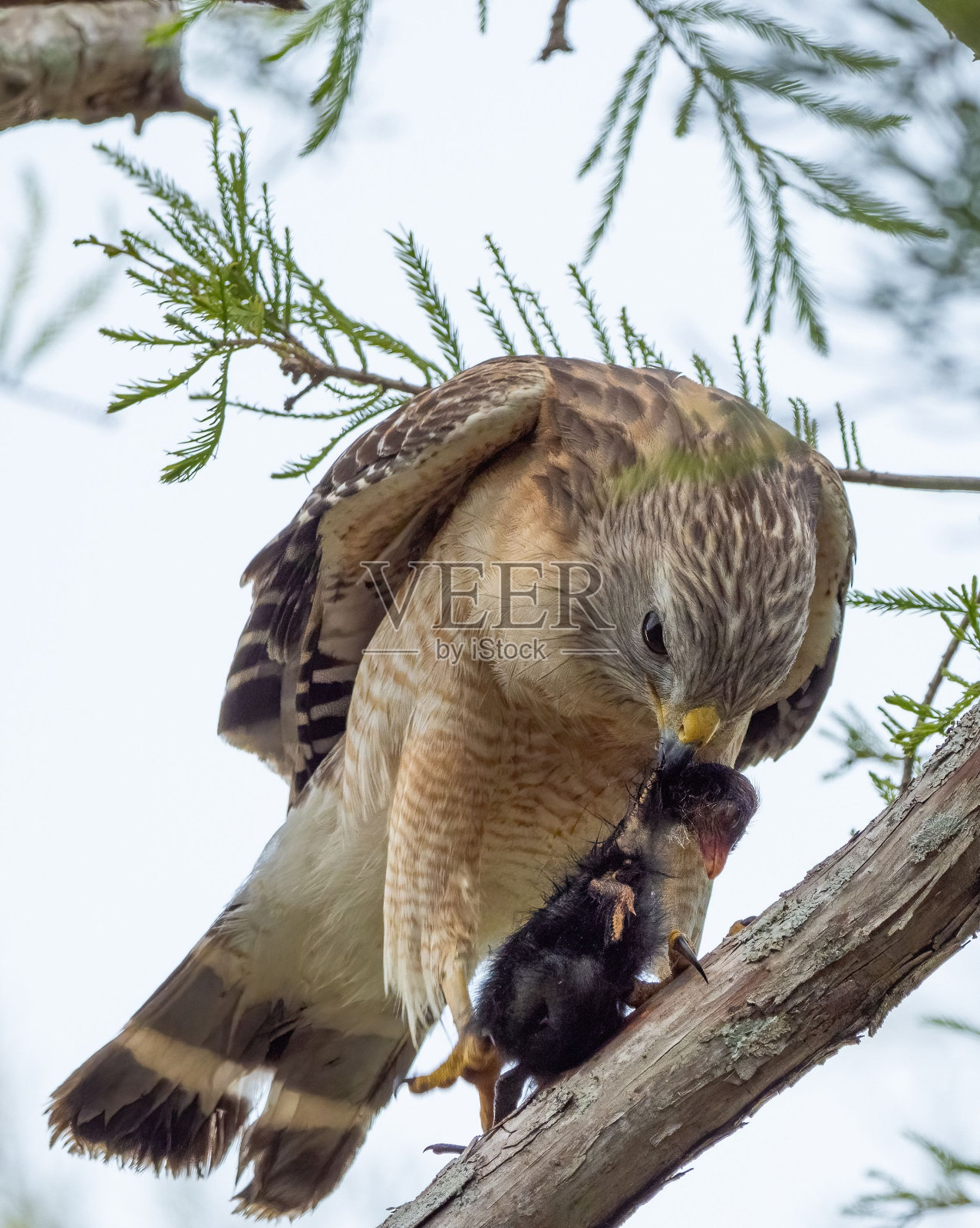 红肩鹰正在为雏鸟捕捉猎物照片摄影图片