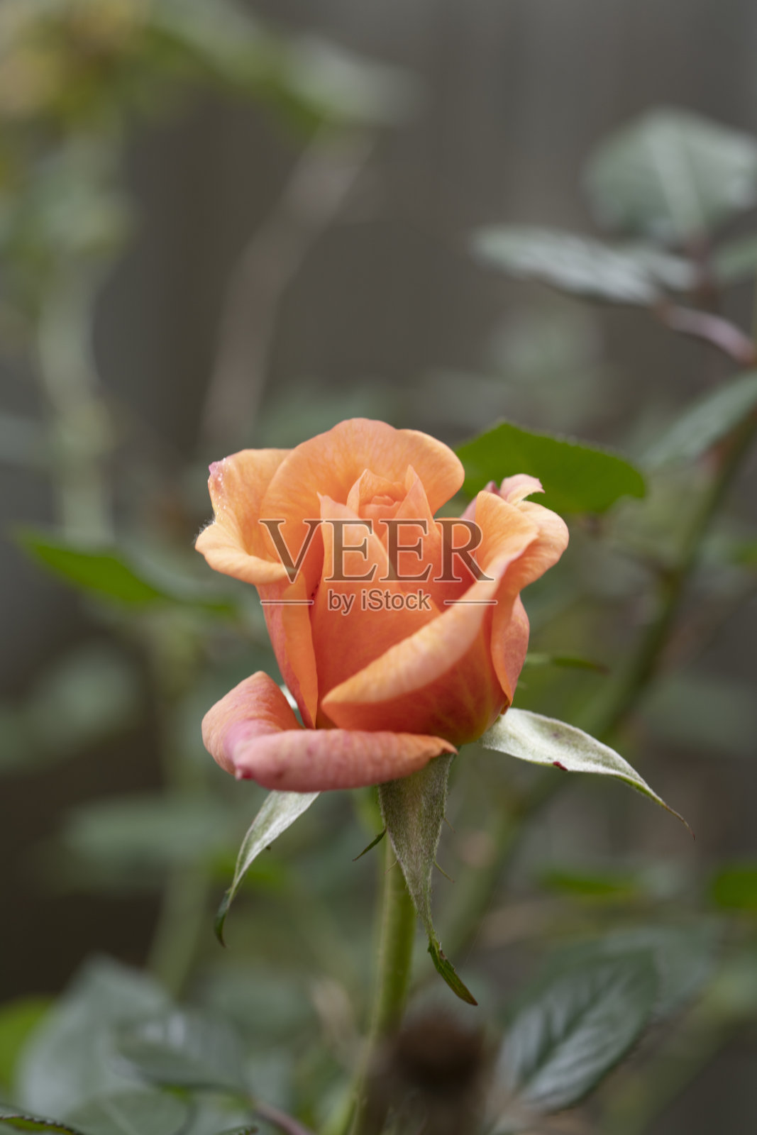 一朵盛开的橙色玫瑰的垂直特写镜头照片摄影图片