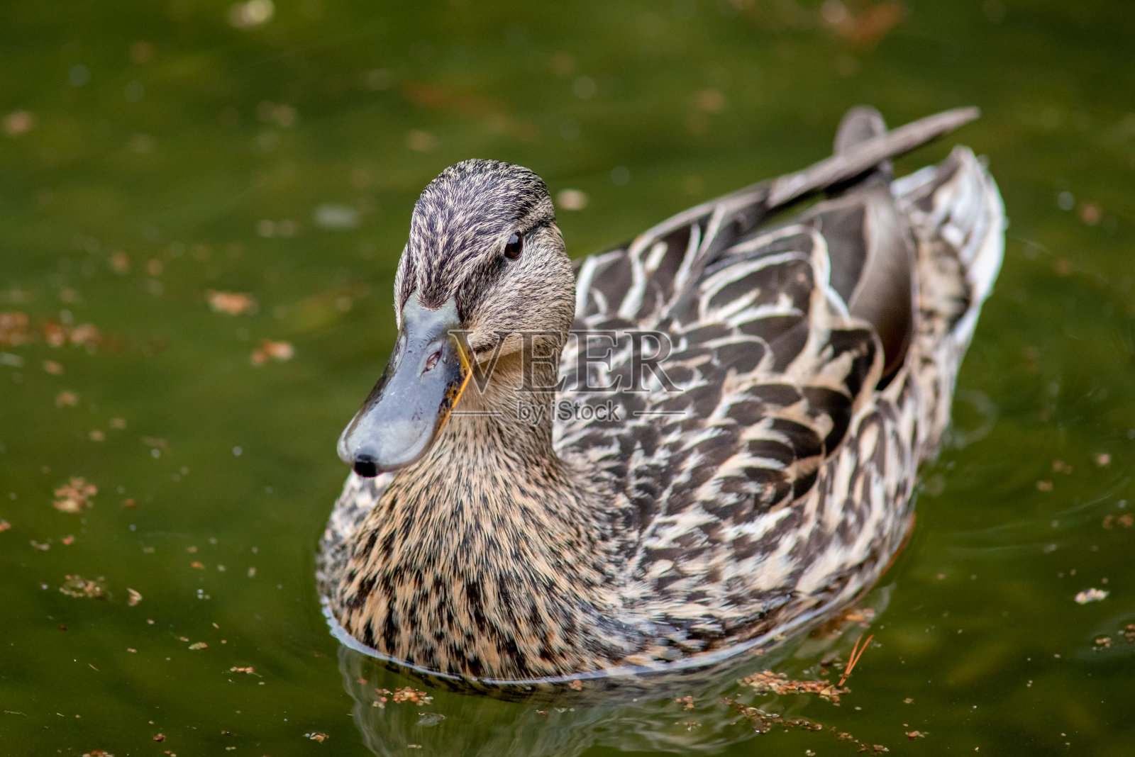 一只雌绿头鸭在湖中涉水照片摄影图片