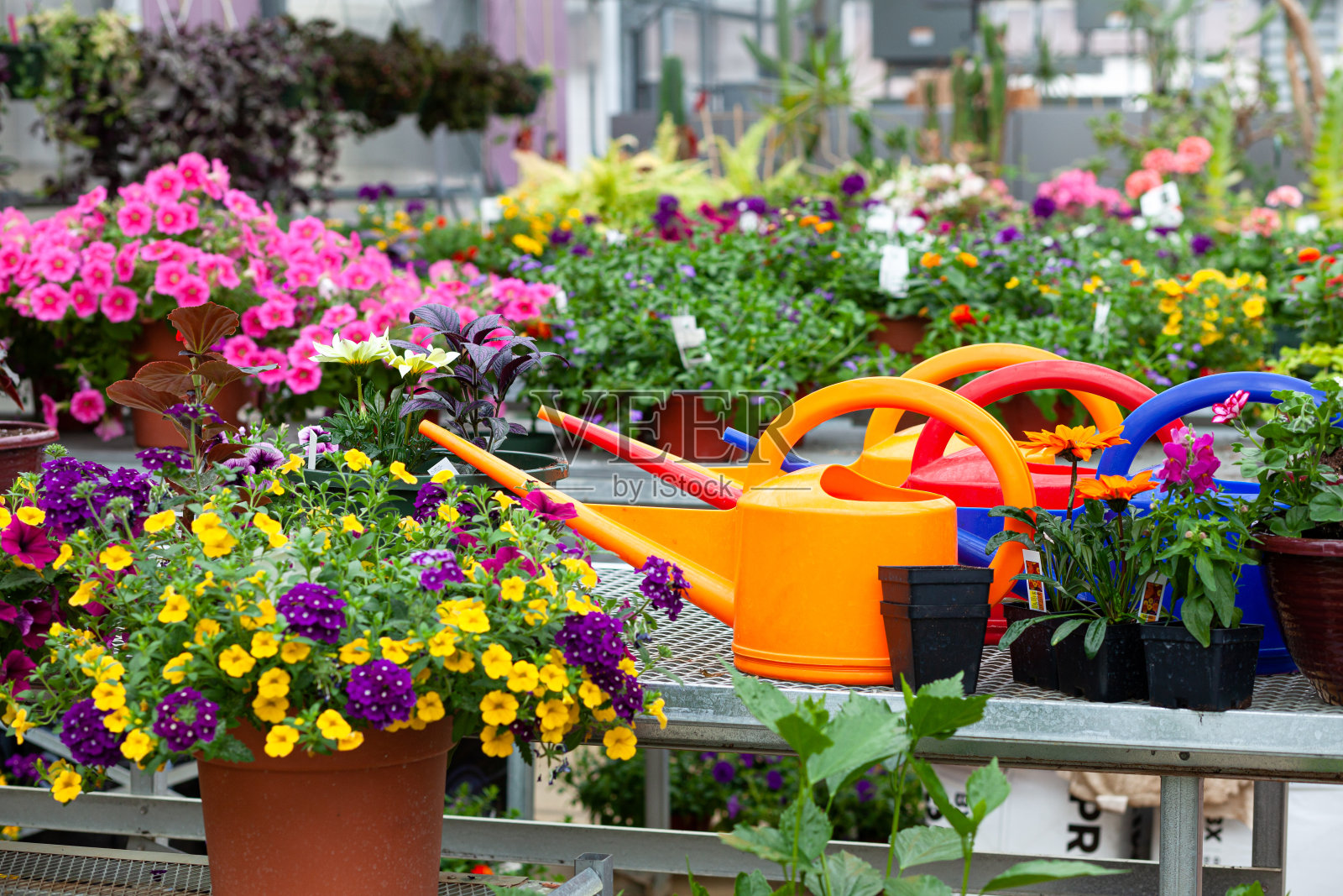 有机温室种植照片摄影图片