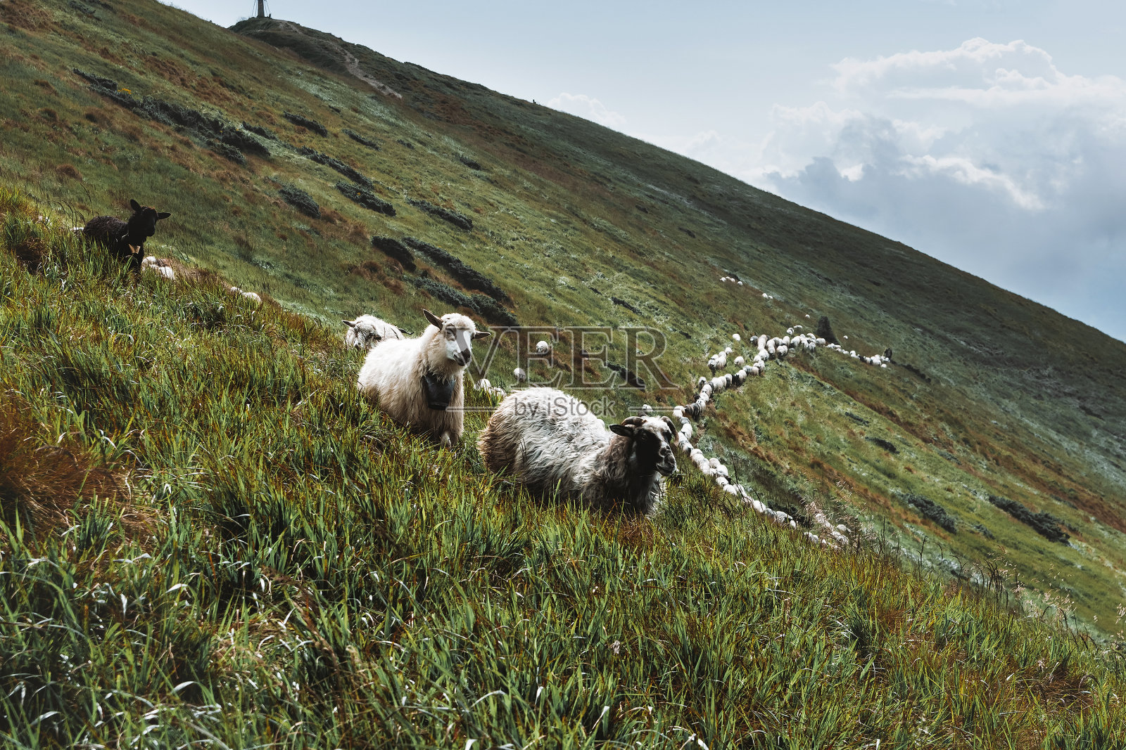 一群绵羊在阳光明媚的秋天的山上。喀尔巴阡山,乌克兰,欧洲。风景摄影照片摄影图片