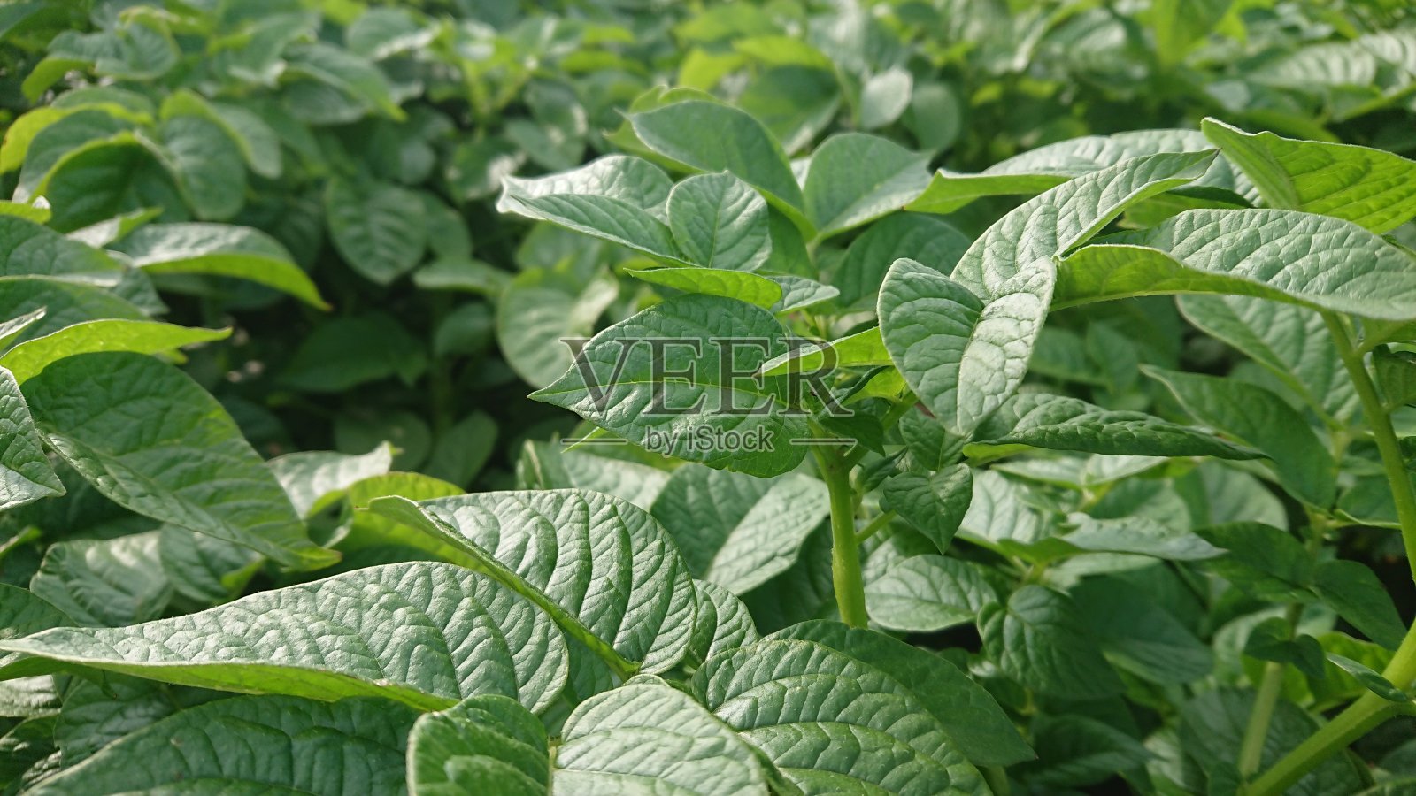 土豆照片摄影图片