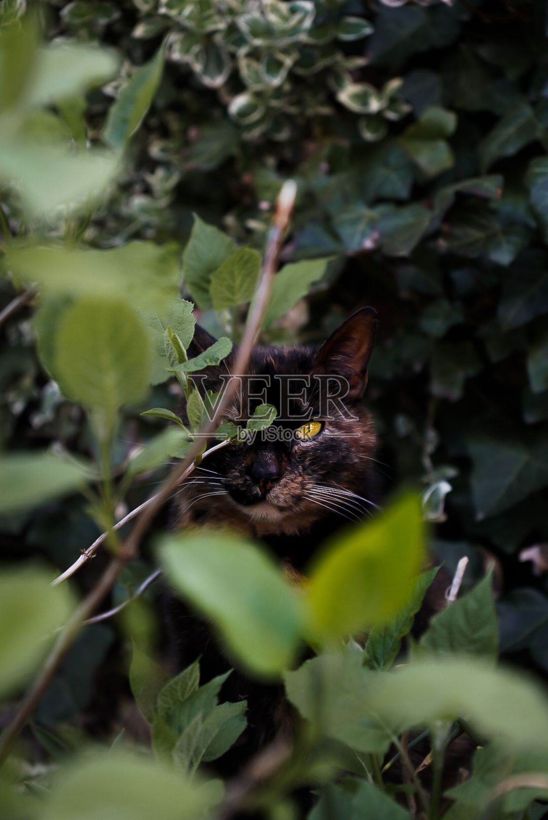 一只美丽的短毛猫坐在花园里的绿色植物的深度聚焦镜头照片摄影图片