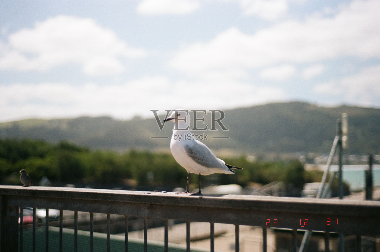 特写的海鸥站在金属扶手对绿色景观在一个阳光灿烂的日子照片摄影图片