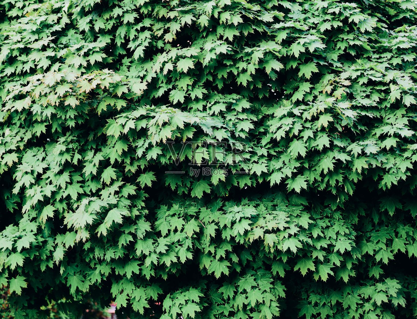枫树叶的特写镜头照片摄影图片