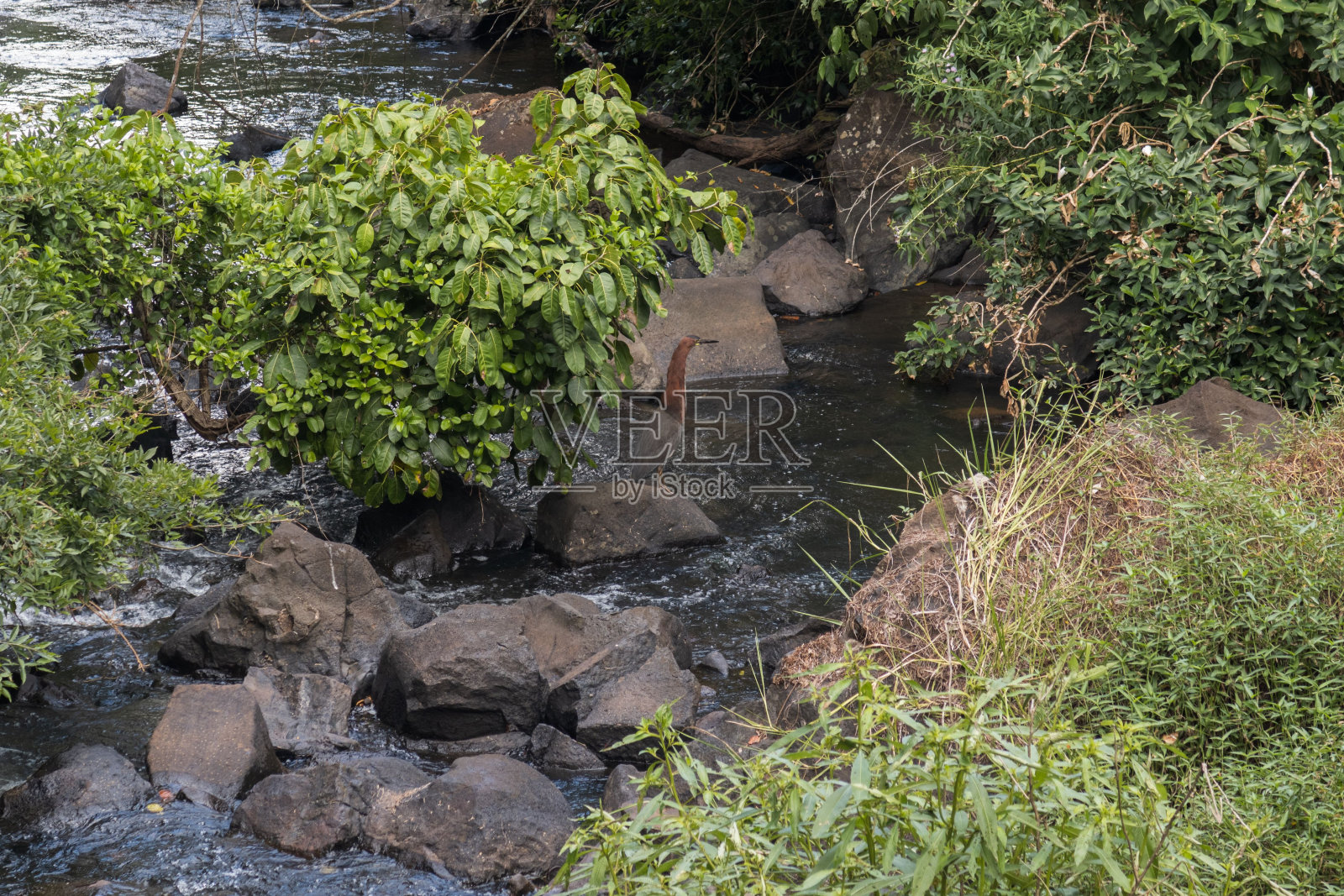 一只鸟在河里，在绿色的灌木丛间流动照片摄影图片