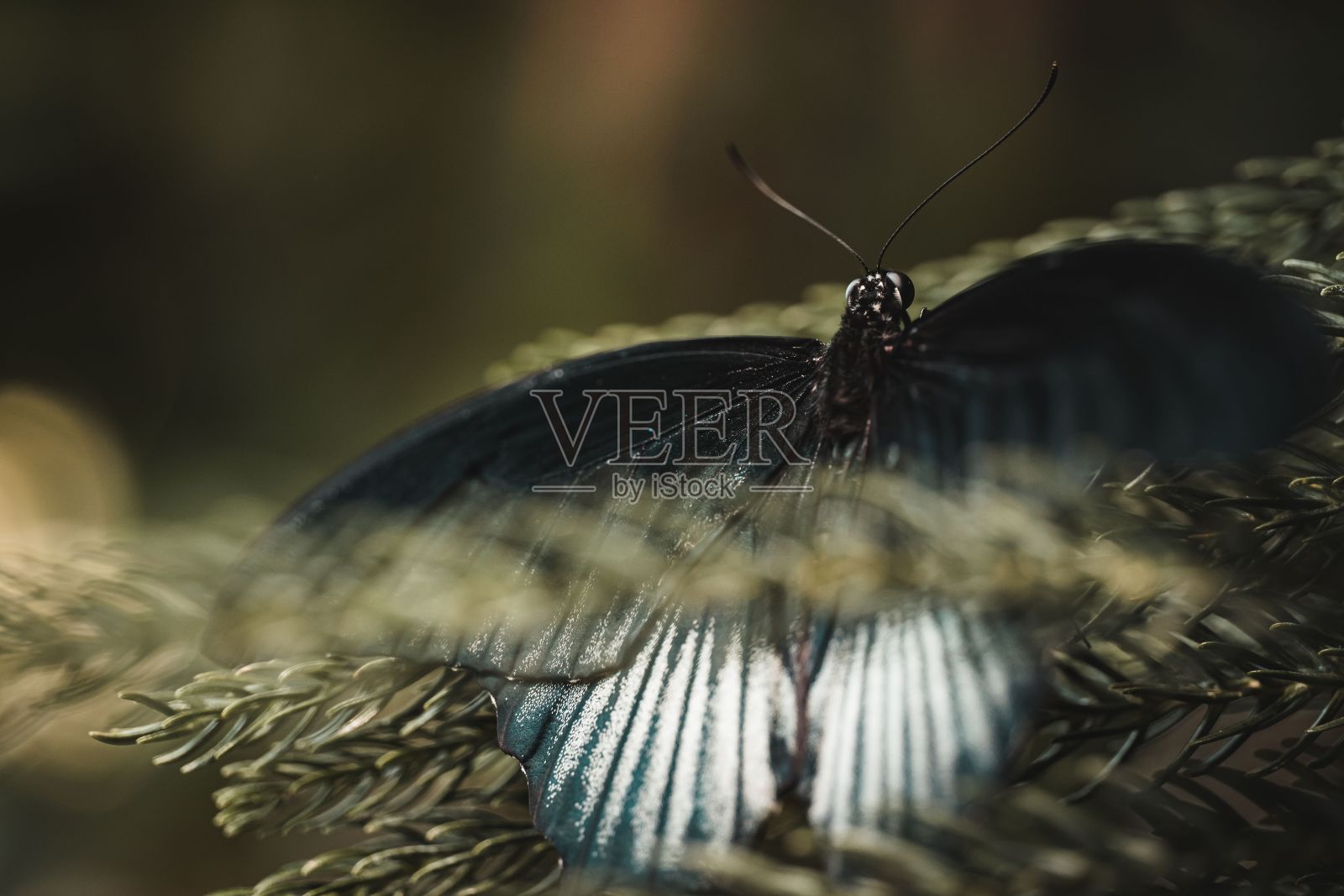 特写镜头的一个美丽的Papilio门农蝴蝶在植物在花园里照片摄影图片