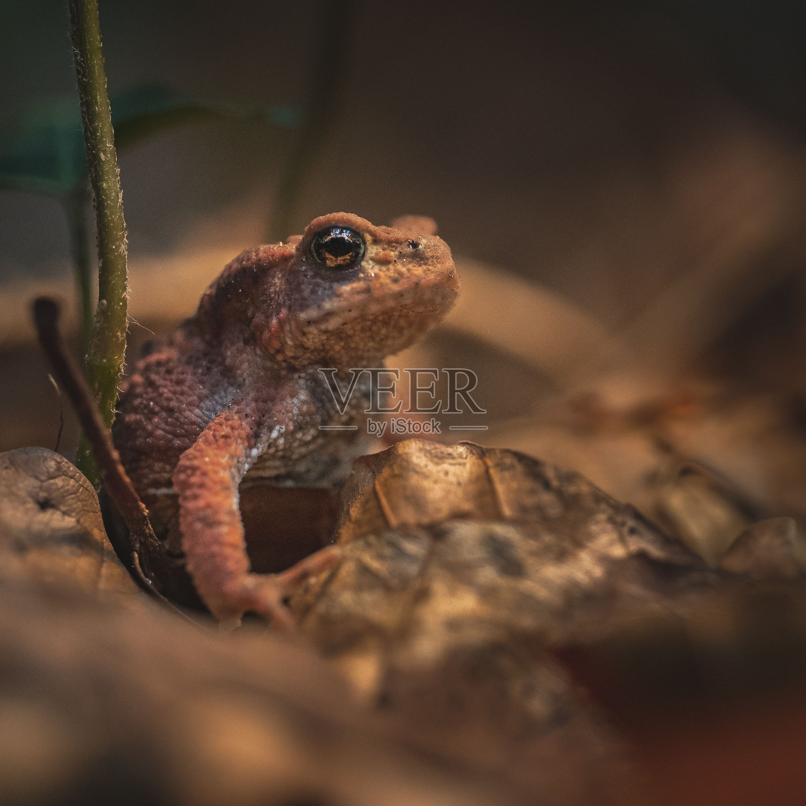 森林里树叶上一只普通蟾蜍的特写镜头照片摄影图片
