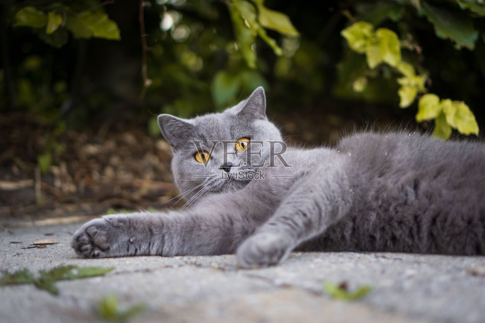 英国短毛猫躺在地上的选择性聚焦镜头照片摄影图片