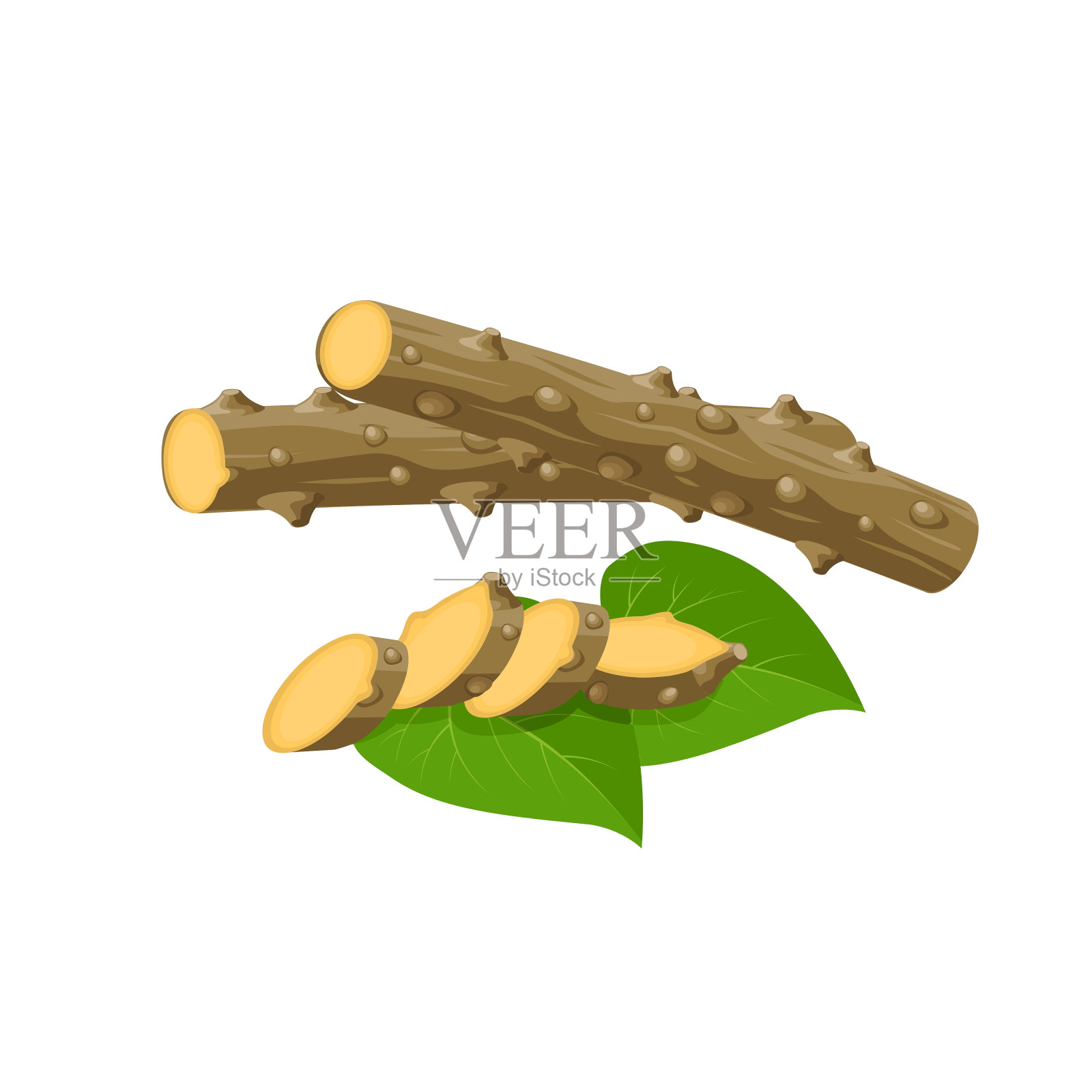 载体插图，古杜奇或cordifolia，新鲜的片和叶，阿育吠陀草本植物，孤立在白色背景上。插画图片素材