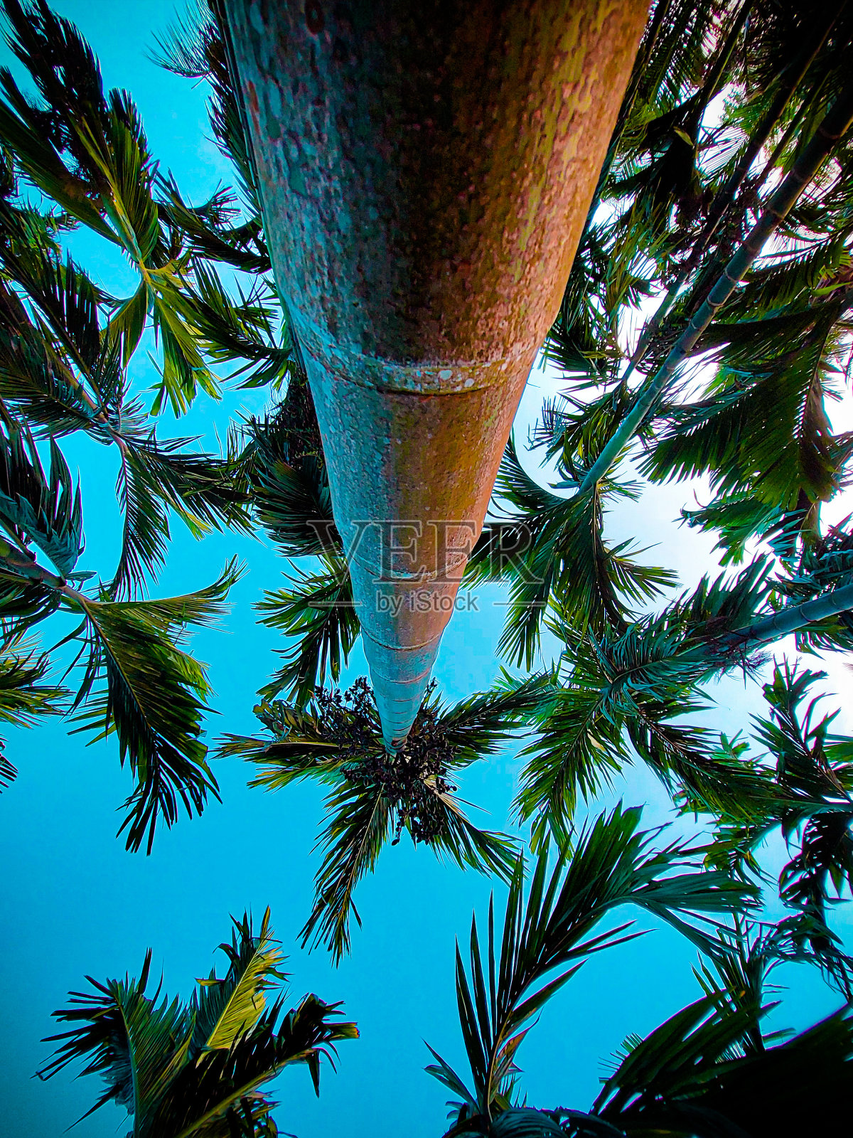 槟榔果的树照片摄影图片