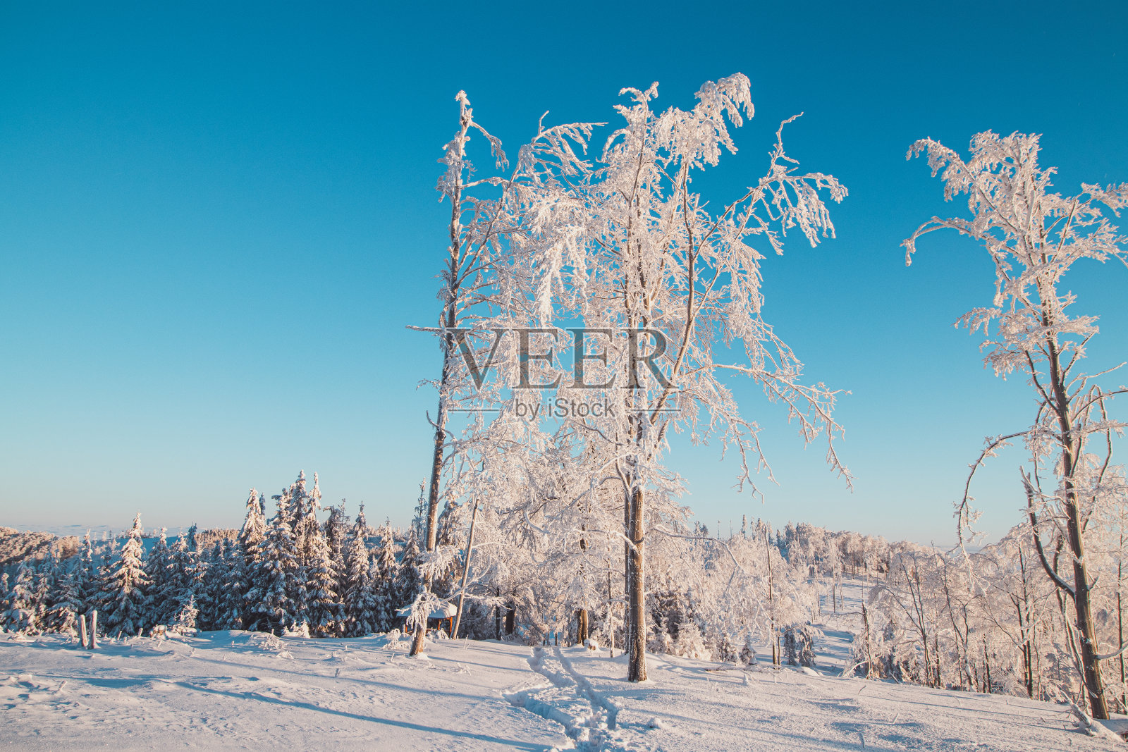精致的晨光照亮了白雪覆盖下的树木。森林受到霜冻的侵袭。捷克共和国的Beskydy徒步小径照片摄影图片