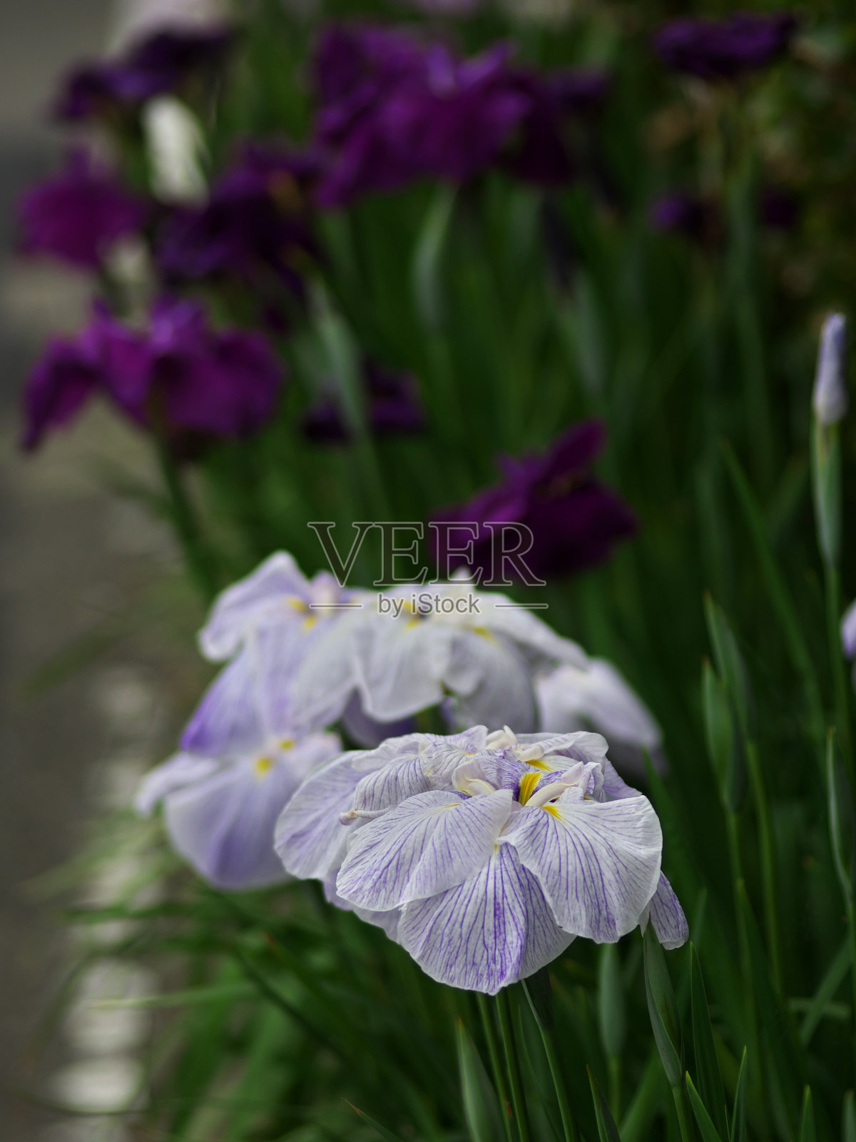 白色和紫色的鸢尾花盛开在路边照片摄影图片