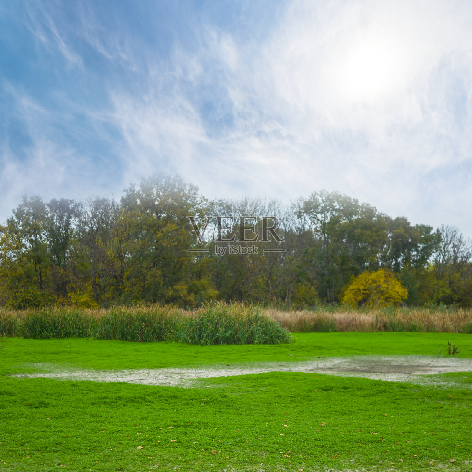 森林空地上覆盖着新鲜的绿草照片摄影图片