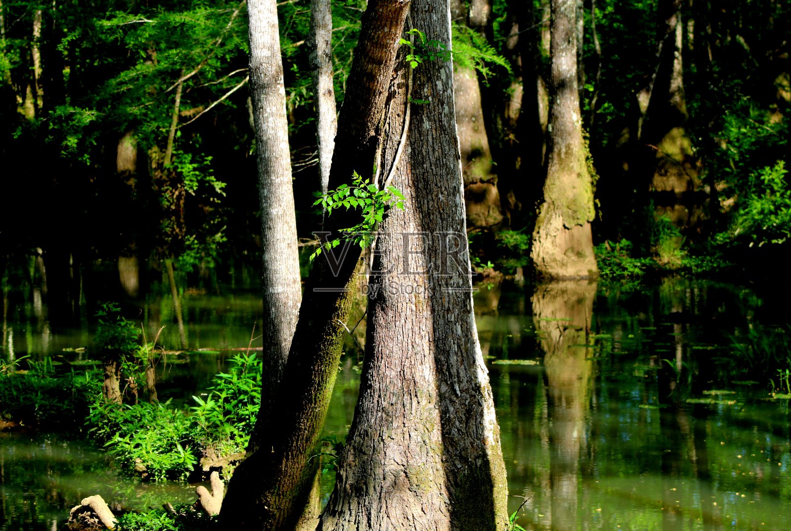 爱路易斯安那湿地上的树照片摄影图片