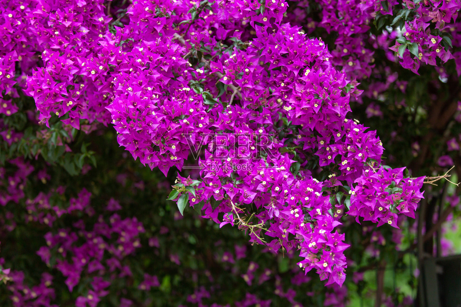 紫罗兰三角梅花，常春藤花照片摄影图片