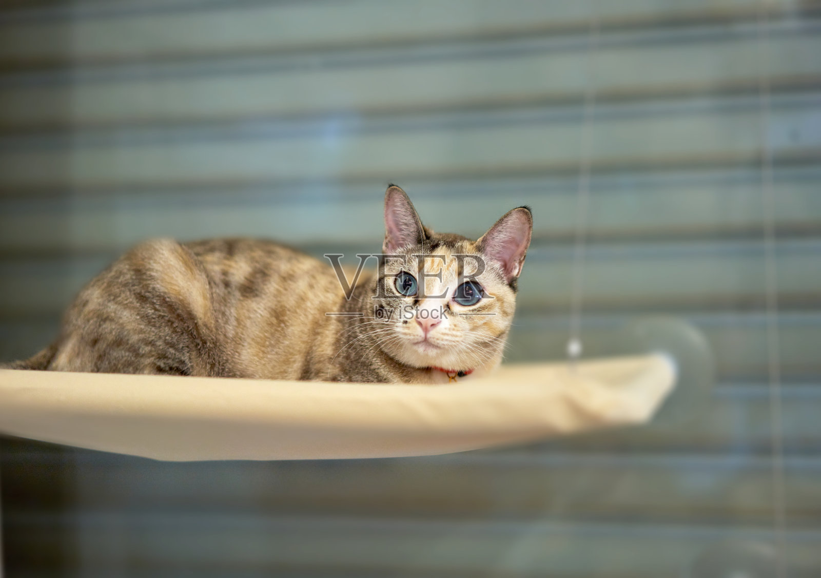 虎斑猫在家里的宠物爱的概念照片摄影图片