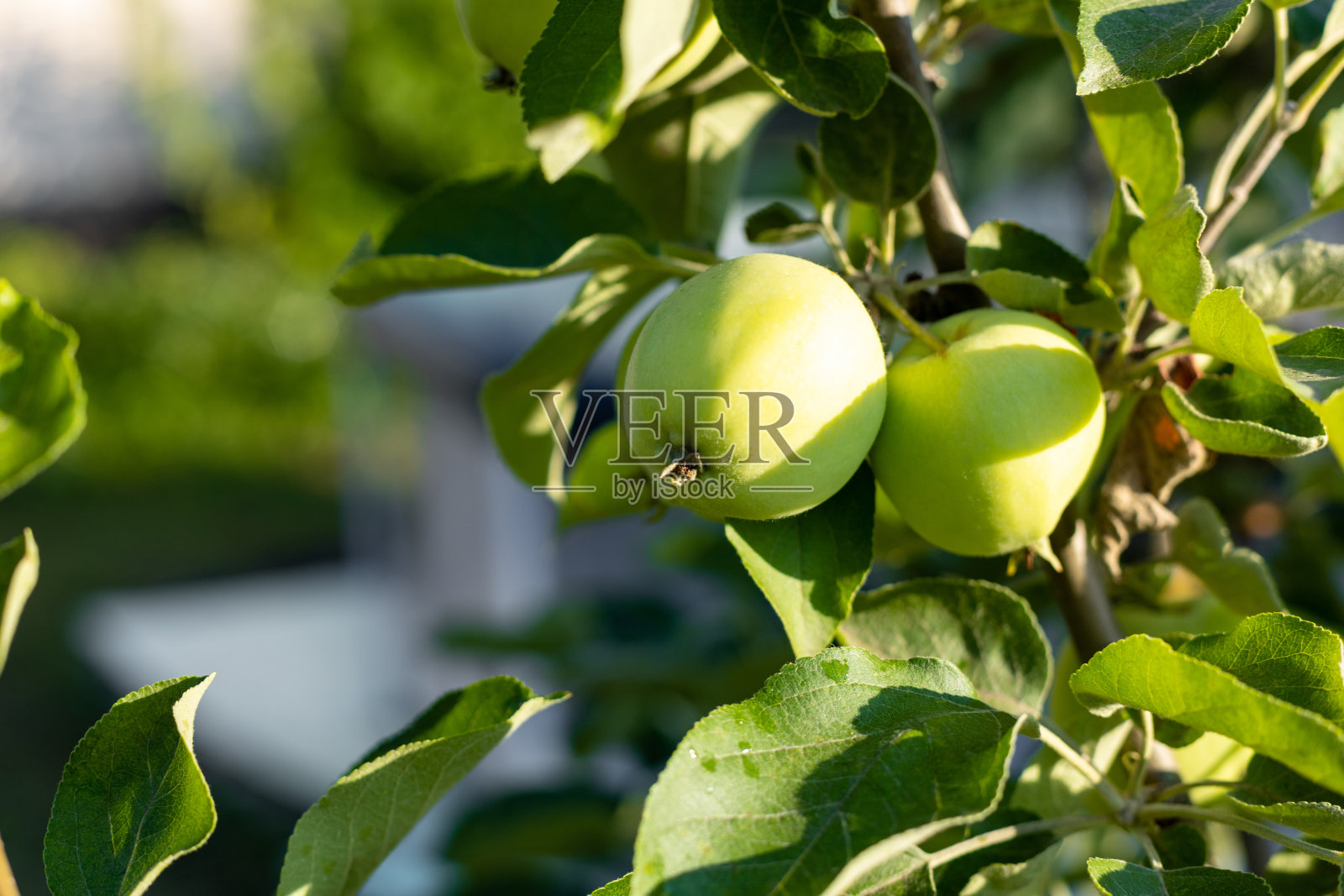 阳光明媚的日子里，树枝上的青苹果照片摄影图片