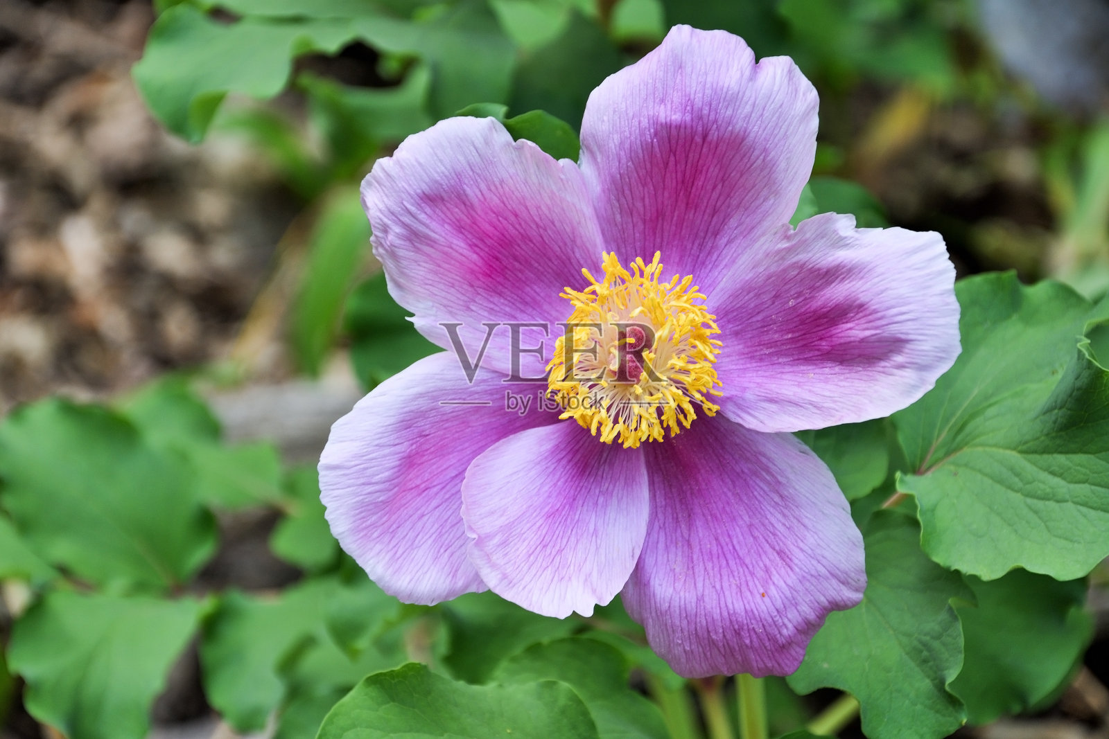 克里米亚埃佩特里山附近的森林里，阳光温暖的阳光下，鲜艳的野花daurica照片摄影图片