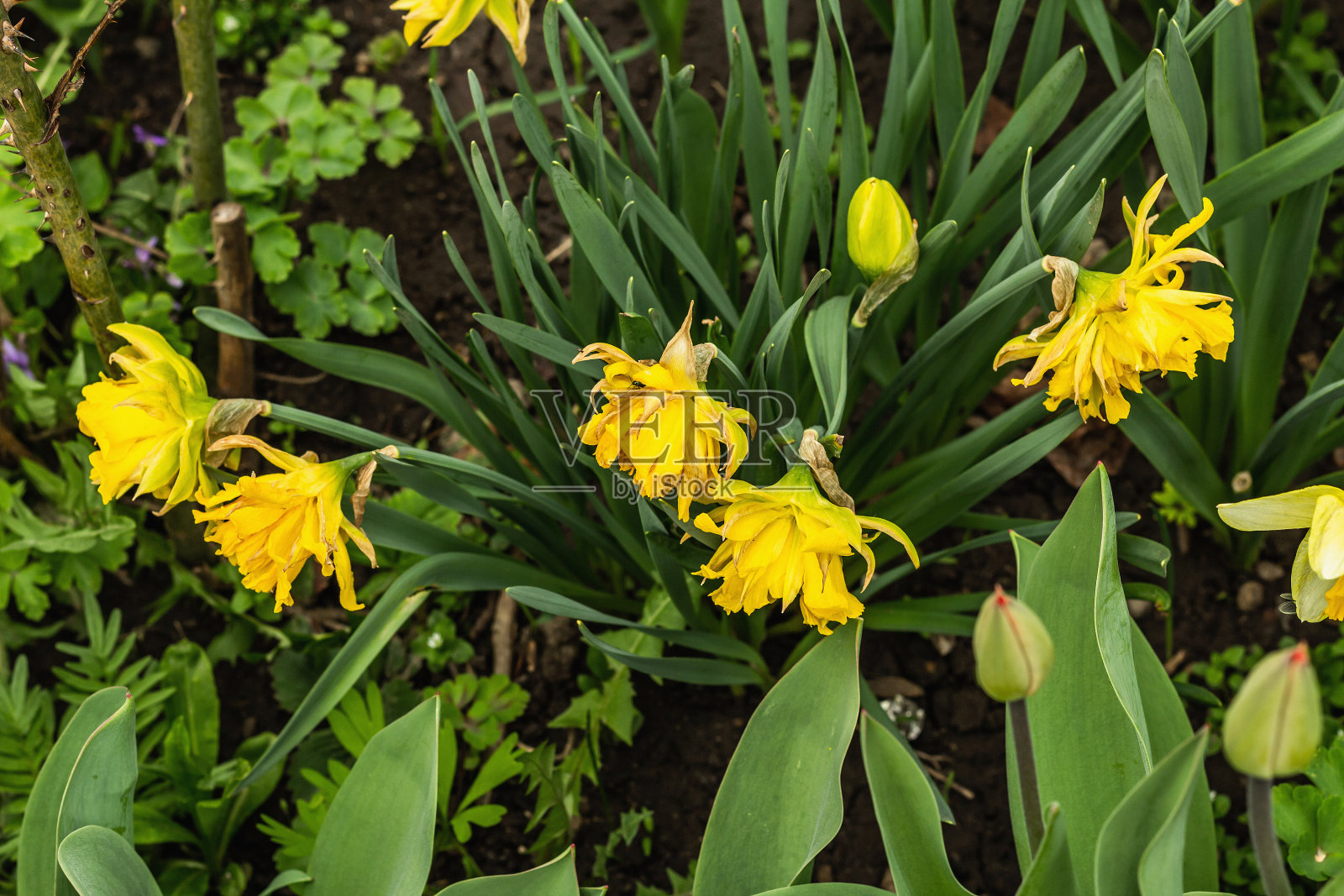 花园里盛开的白色郁金香。春天是植物生长的季节。园艺概念背景照片摄影图片