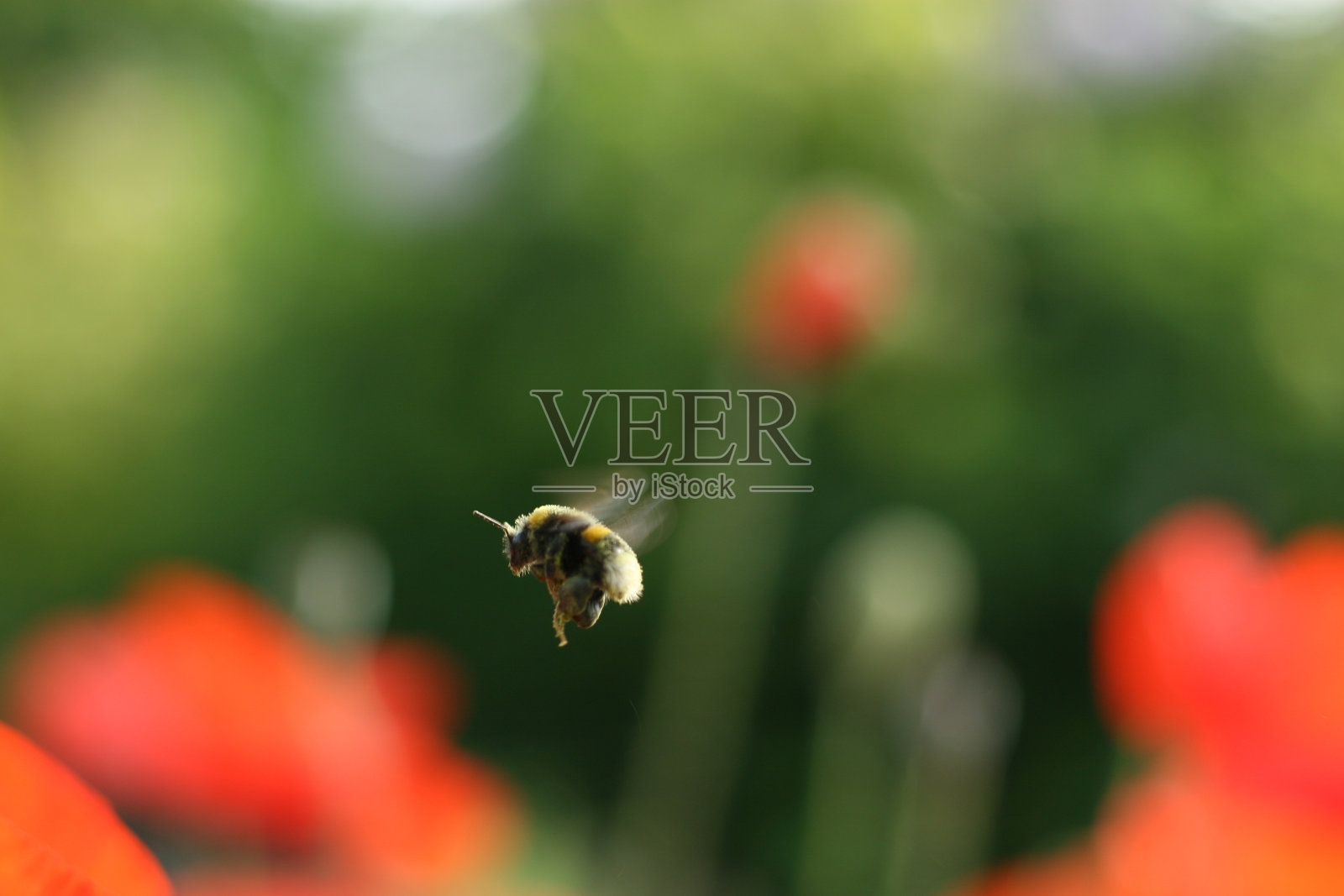 罂粟花和大黄蜂。照片摄影图片