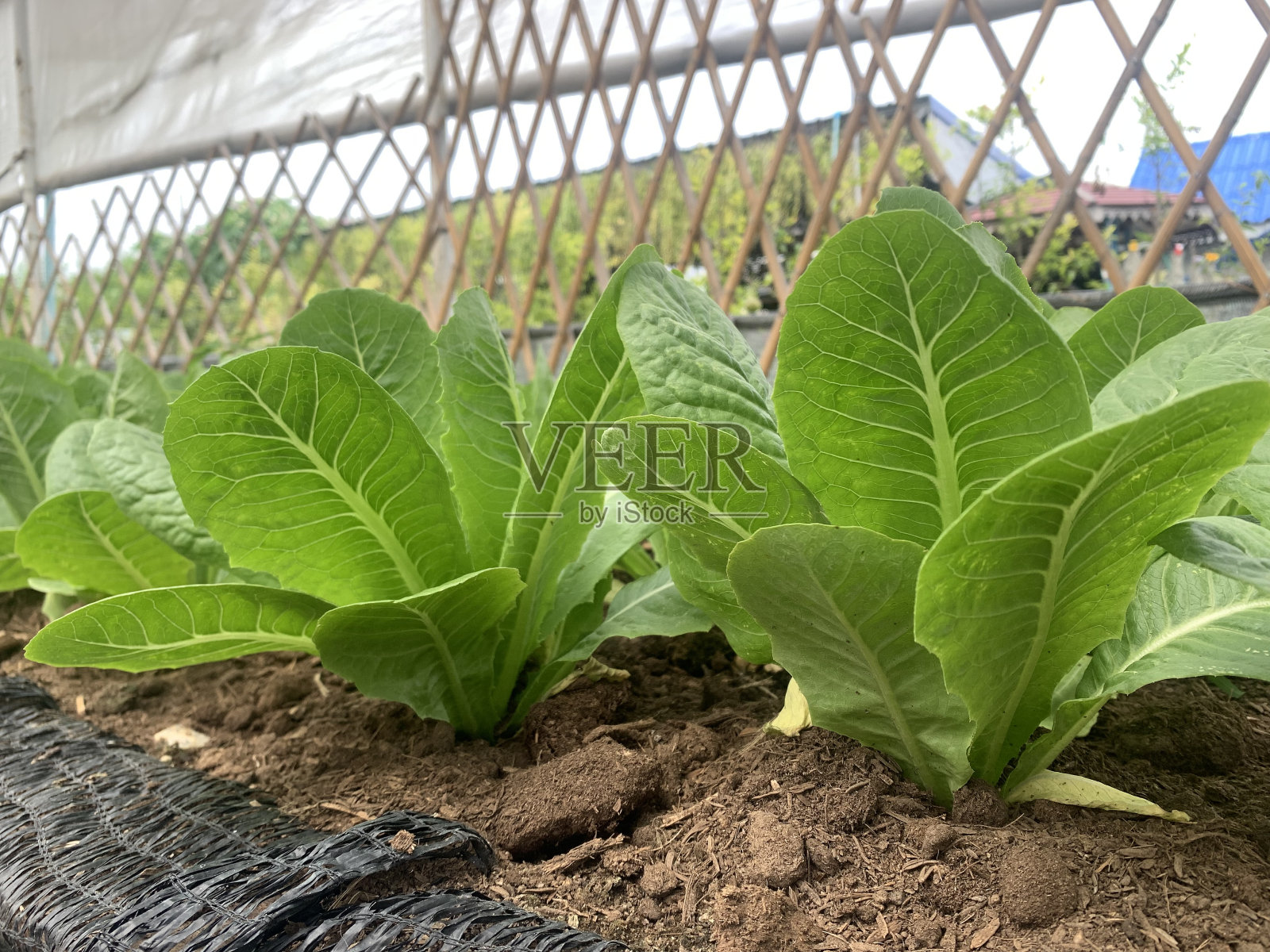 绿色的莴苣。照片摄影图片