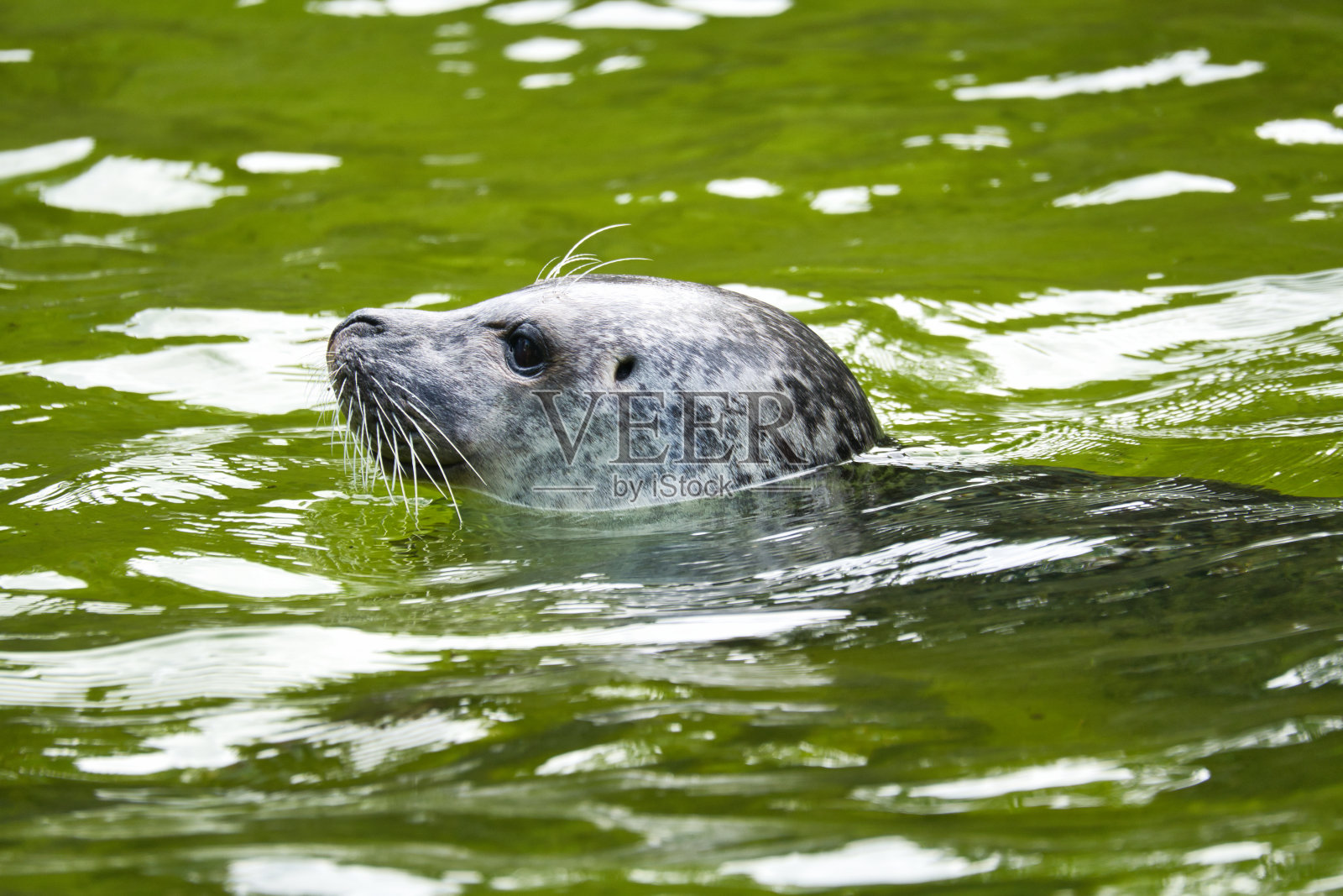 一只海豹的头，在水里游泳。哺乳动物的特写。濒危物种照片摄影图片