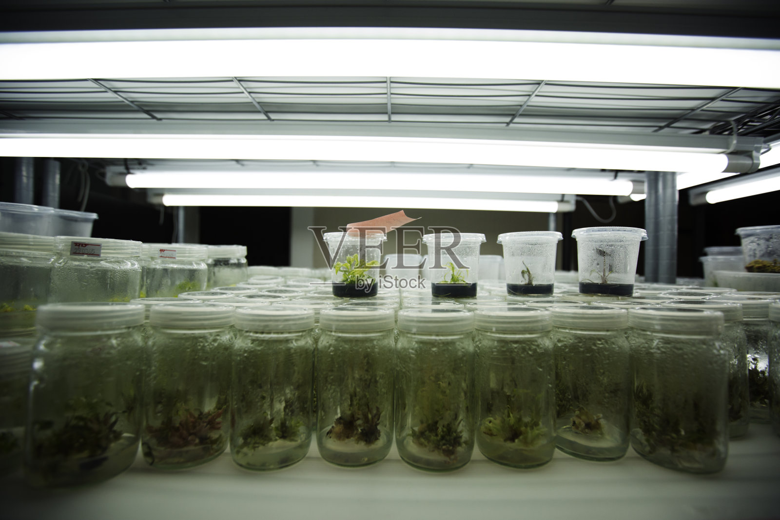 组织培养或植物培养照片摄影图片