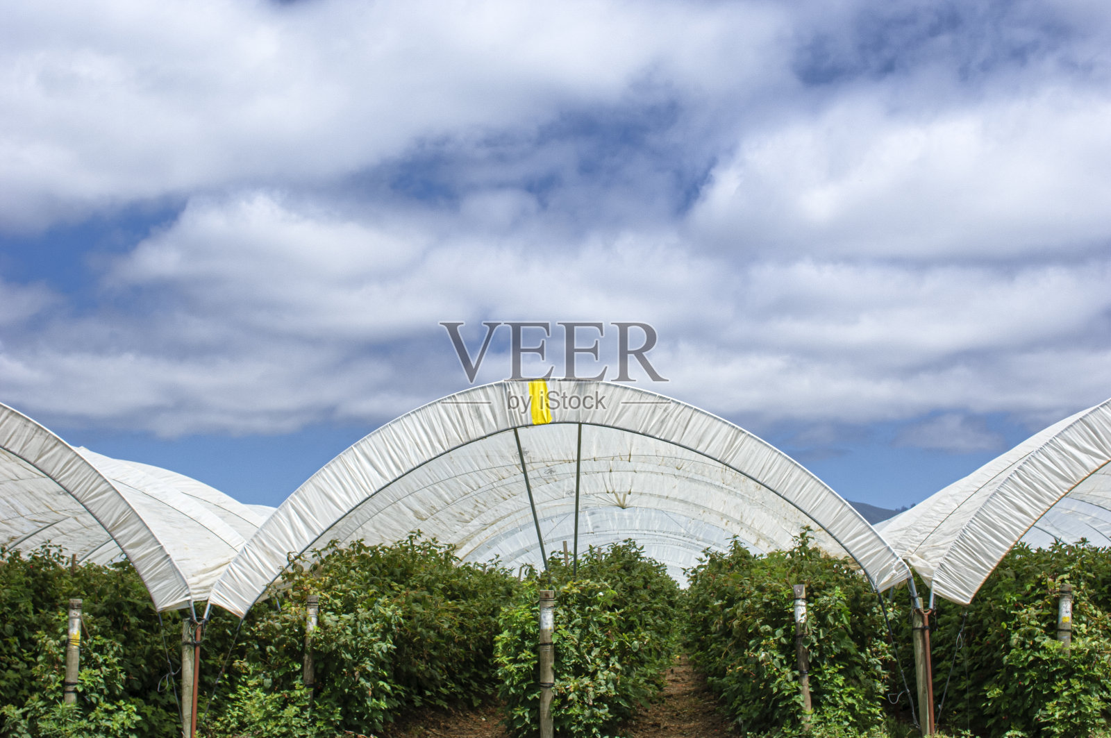 树冠下生长的覆盆子植物照片摄影图片