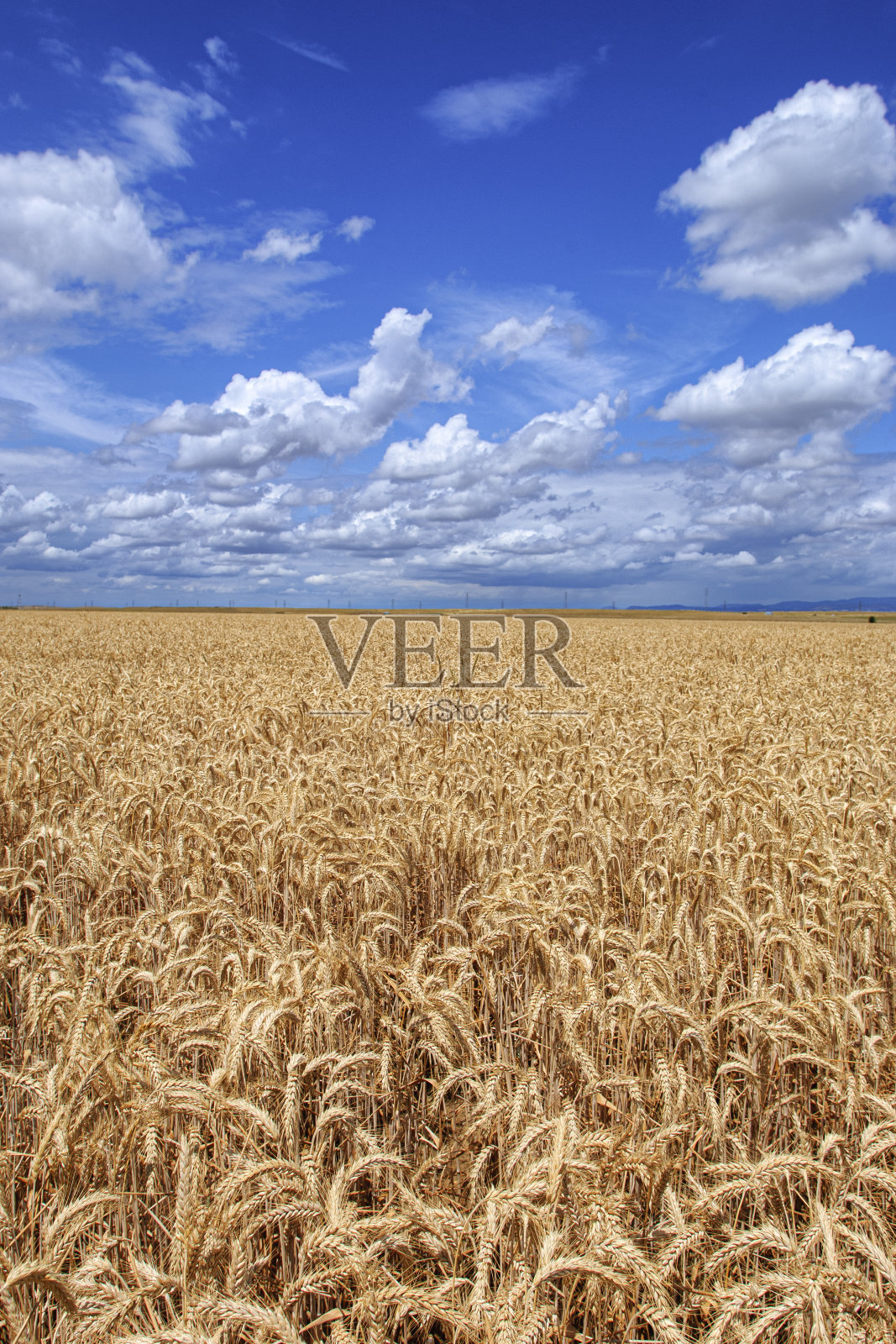 待收割的麦田照片摄影图片