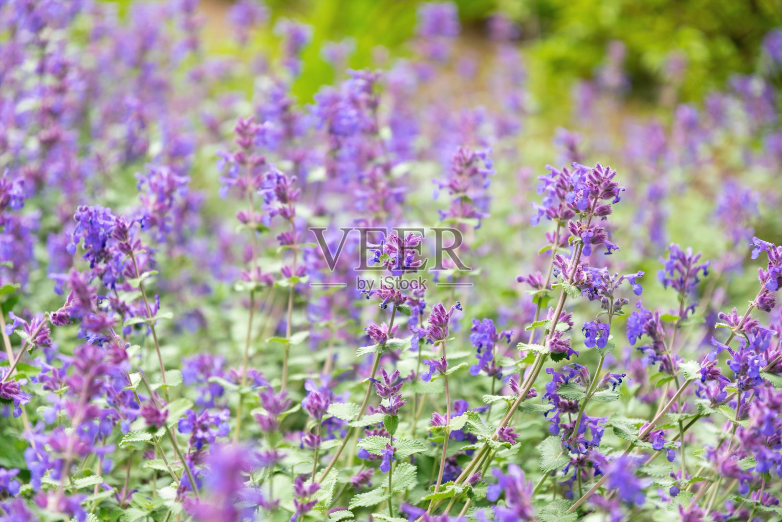 花田和夏季五旬节照片摄影图片