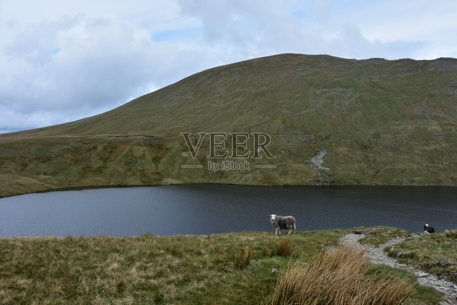 在英格兰格里斯代尔塔恩牧场放牧的羊群照片摄影图片