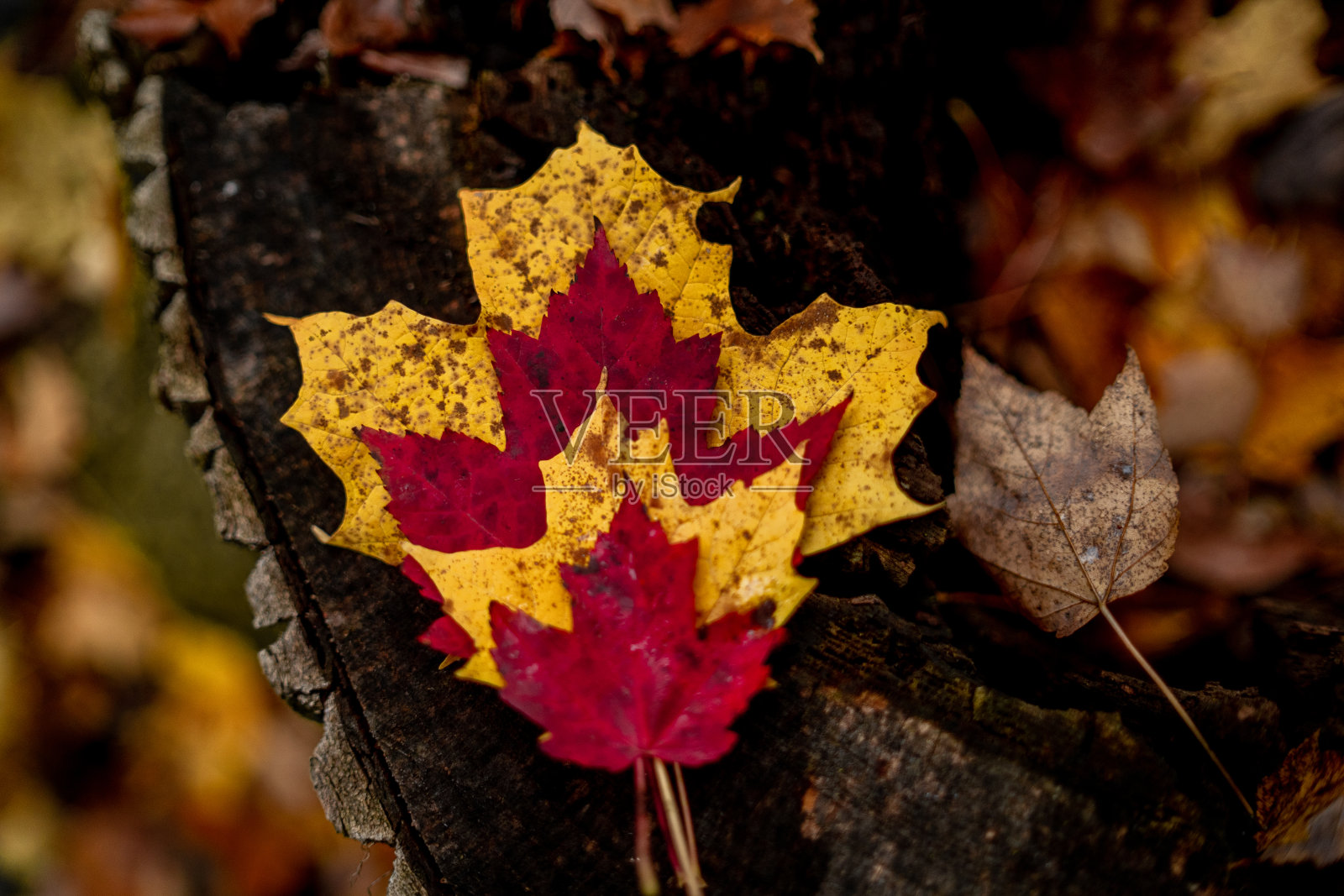 秋天的时候堆放红叶和黄叶照片摄影图片