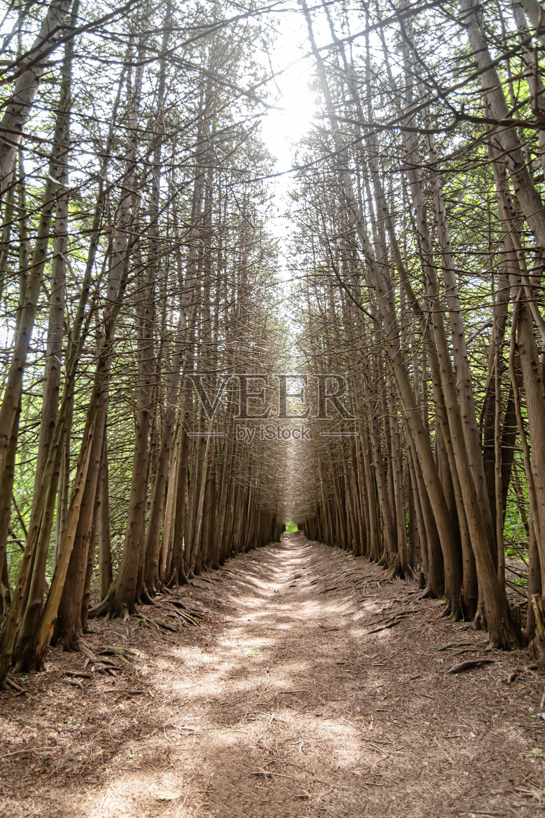 一条通往远方的路，在森林里，没有叶子的树墙照片摄影图片