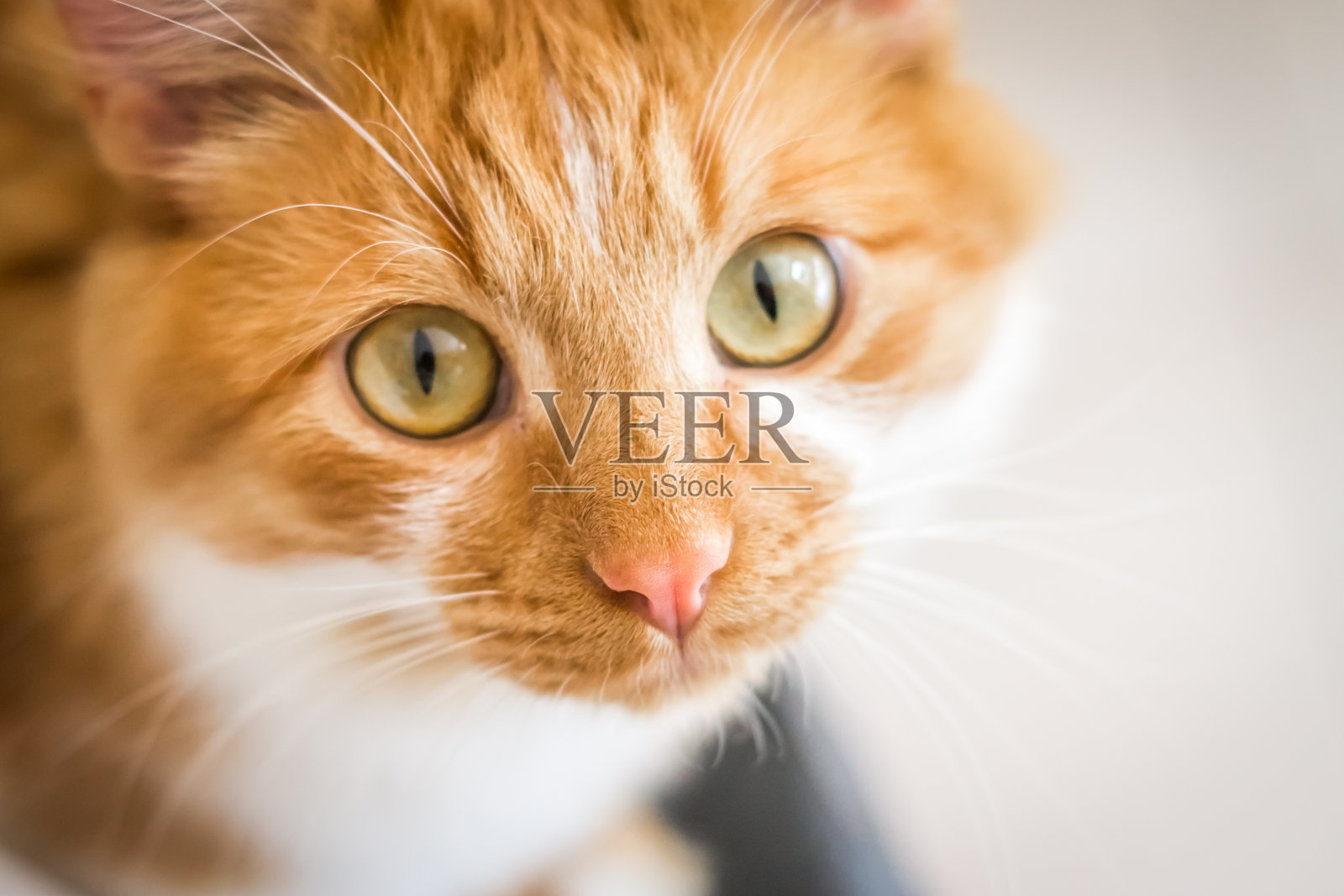 红猫、姜猫温馨的家和放松的概念，可爱的小红猫或姜猫。照片摄影图片