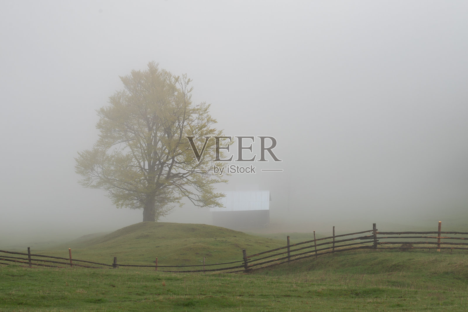 春天山景雾蒙蒙的森林，在布科维纳照片摄影图片