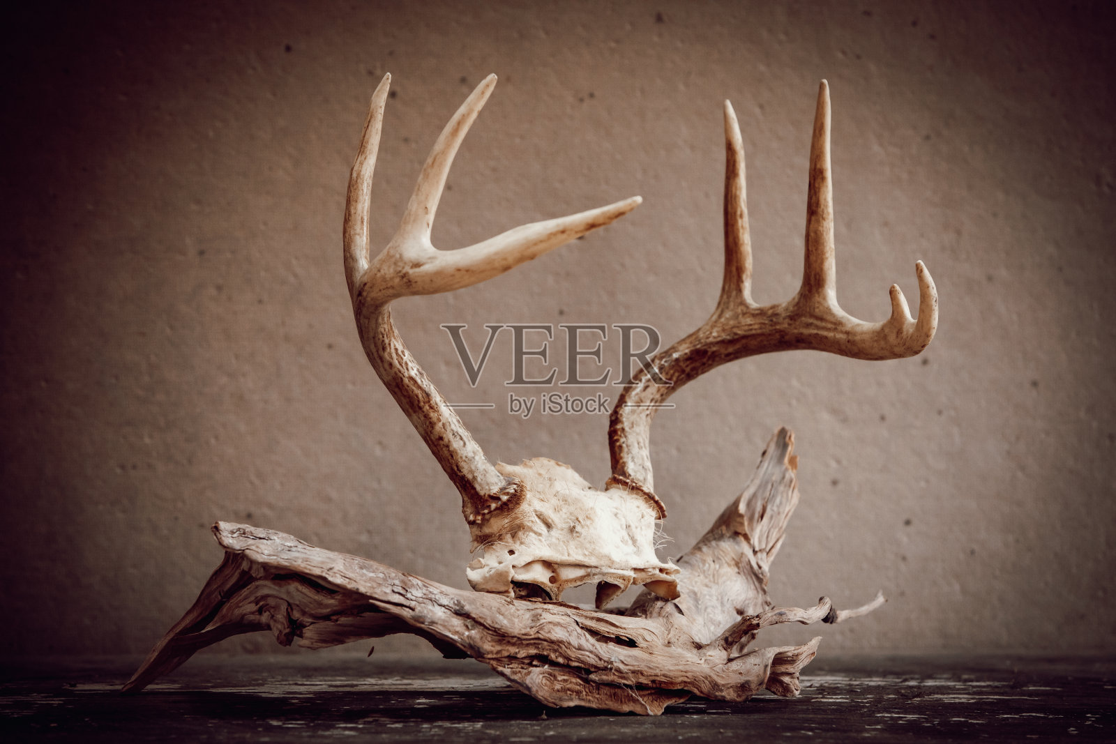 鹿角照片摄影图片