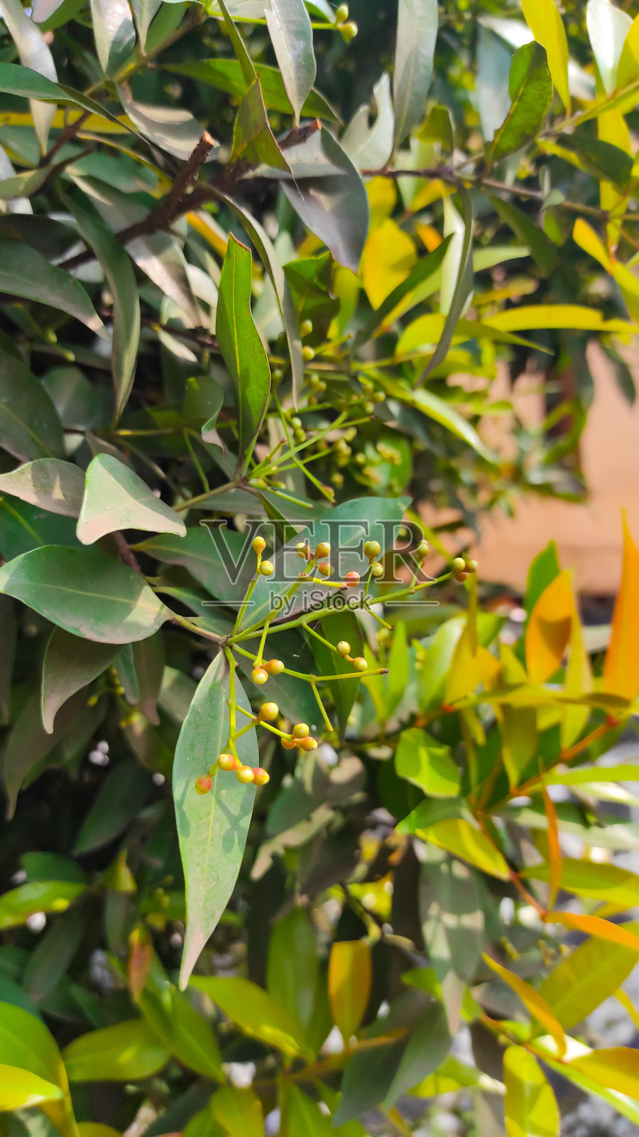 路边的树木照片照片摄影图片