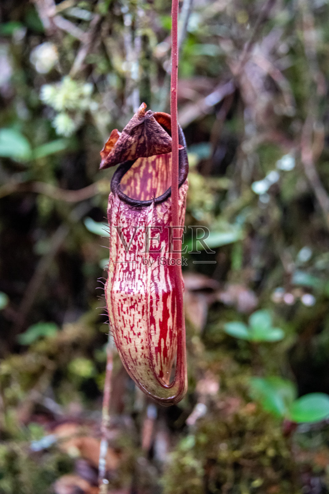 卡梅隆高地的食肉植物照片摄影图片