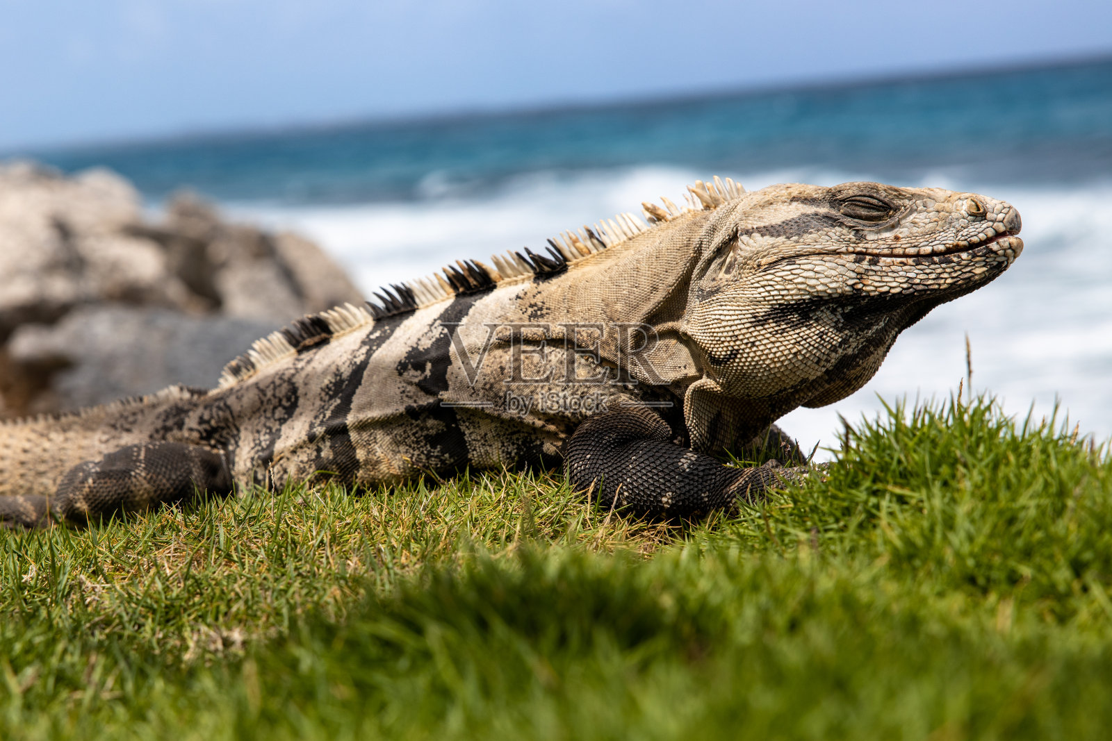 坎昆鬣蜥特写镜头照片摄影图片