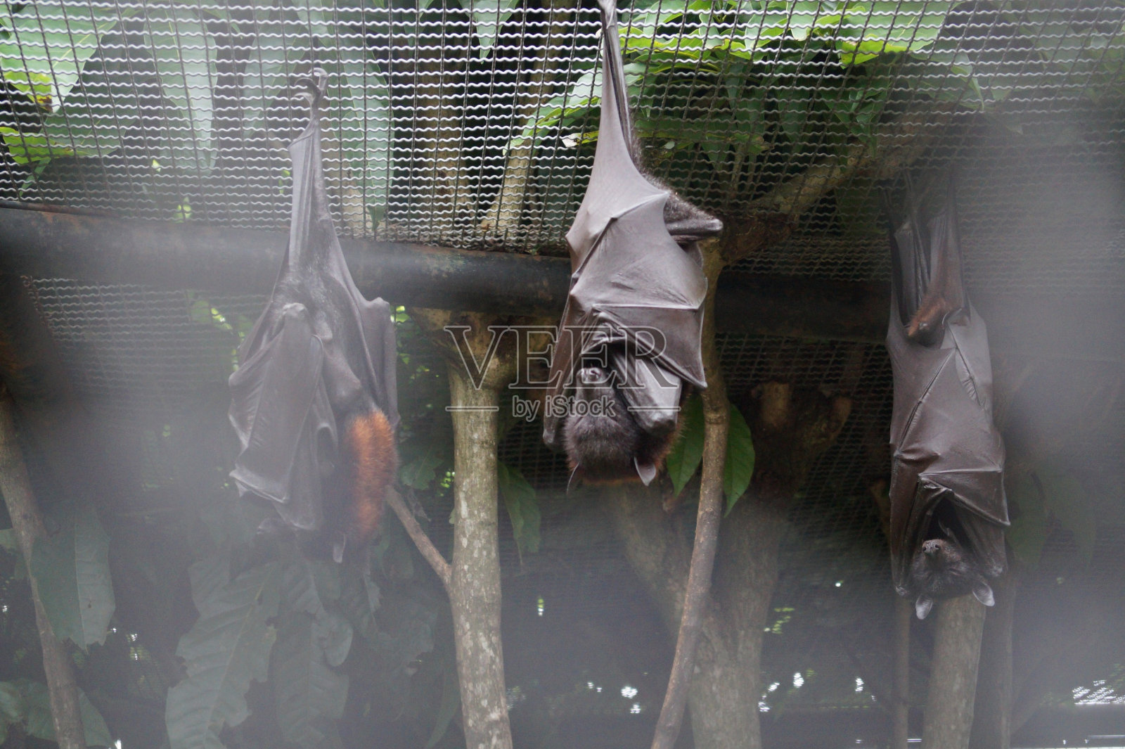 蝙蝠照片摄影图片