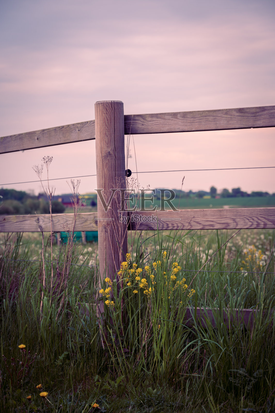 在瑞典Skåne，夏天的花朵生长在牧场周围的木制电力栅栏旁照片摄影图片