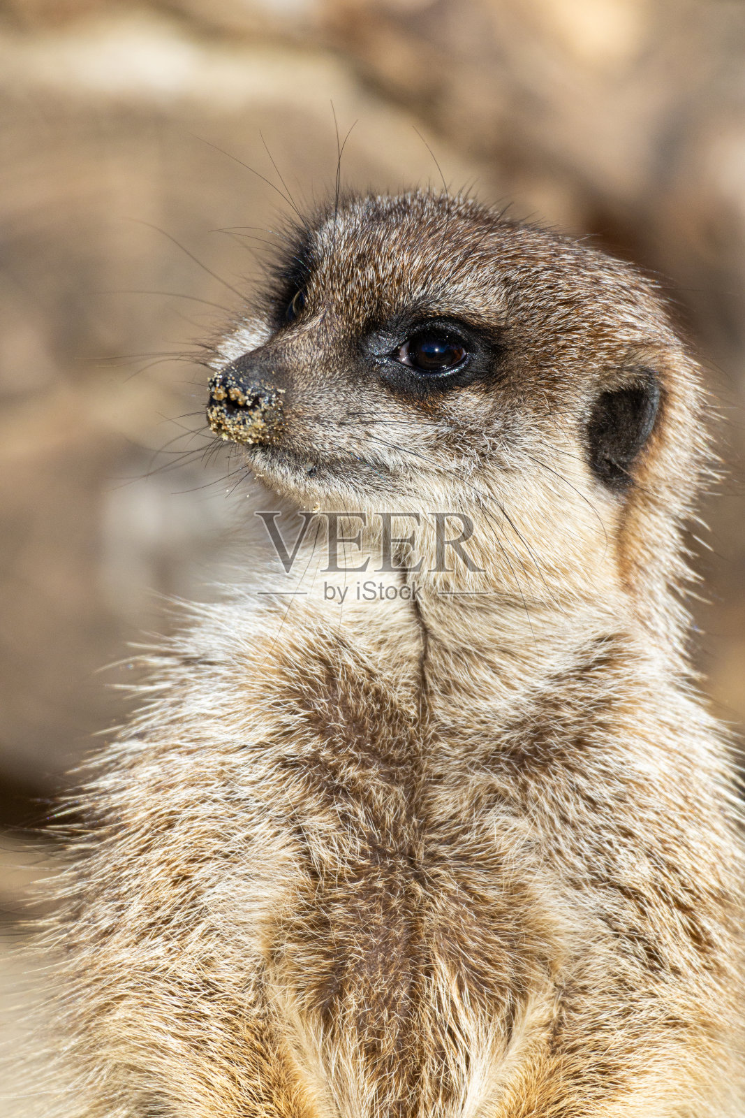 猫鼬- Suricata suricatta -守卫自己的领地照片摄影图片