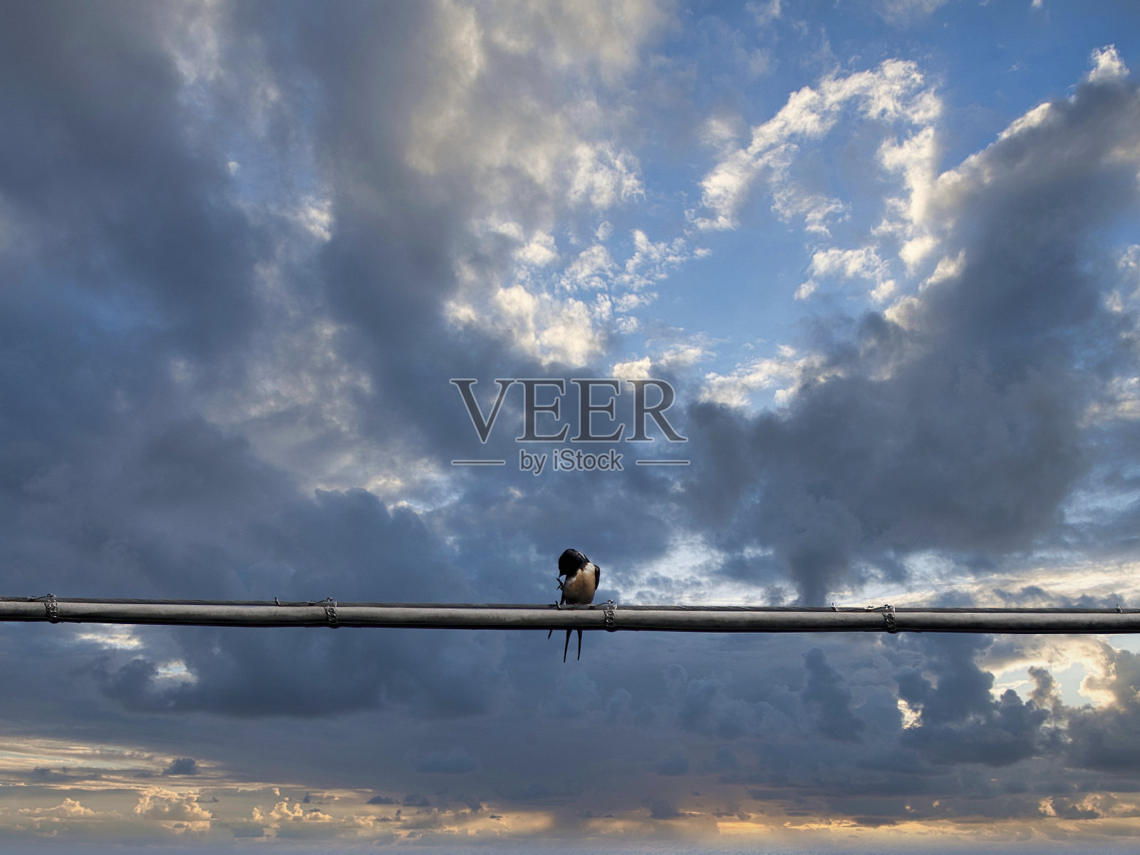 花园里的燕子照片摄影图片