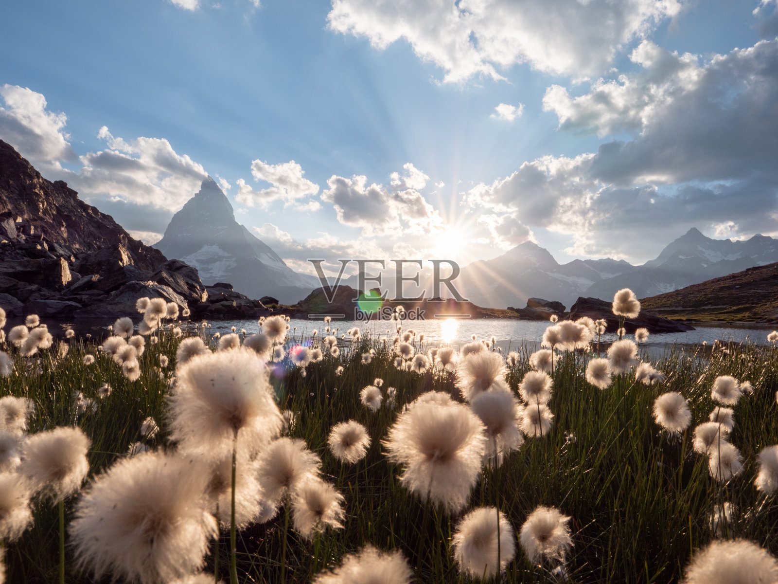 阿尔卑斯山的野花在著名的马特洪峰下照片摄影图片