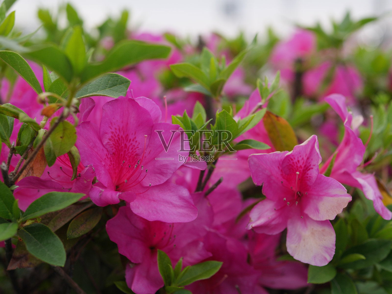 街上的杜鹃花开始开花了照片摄影图片