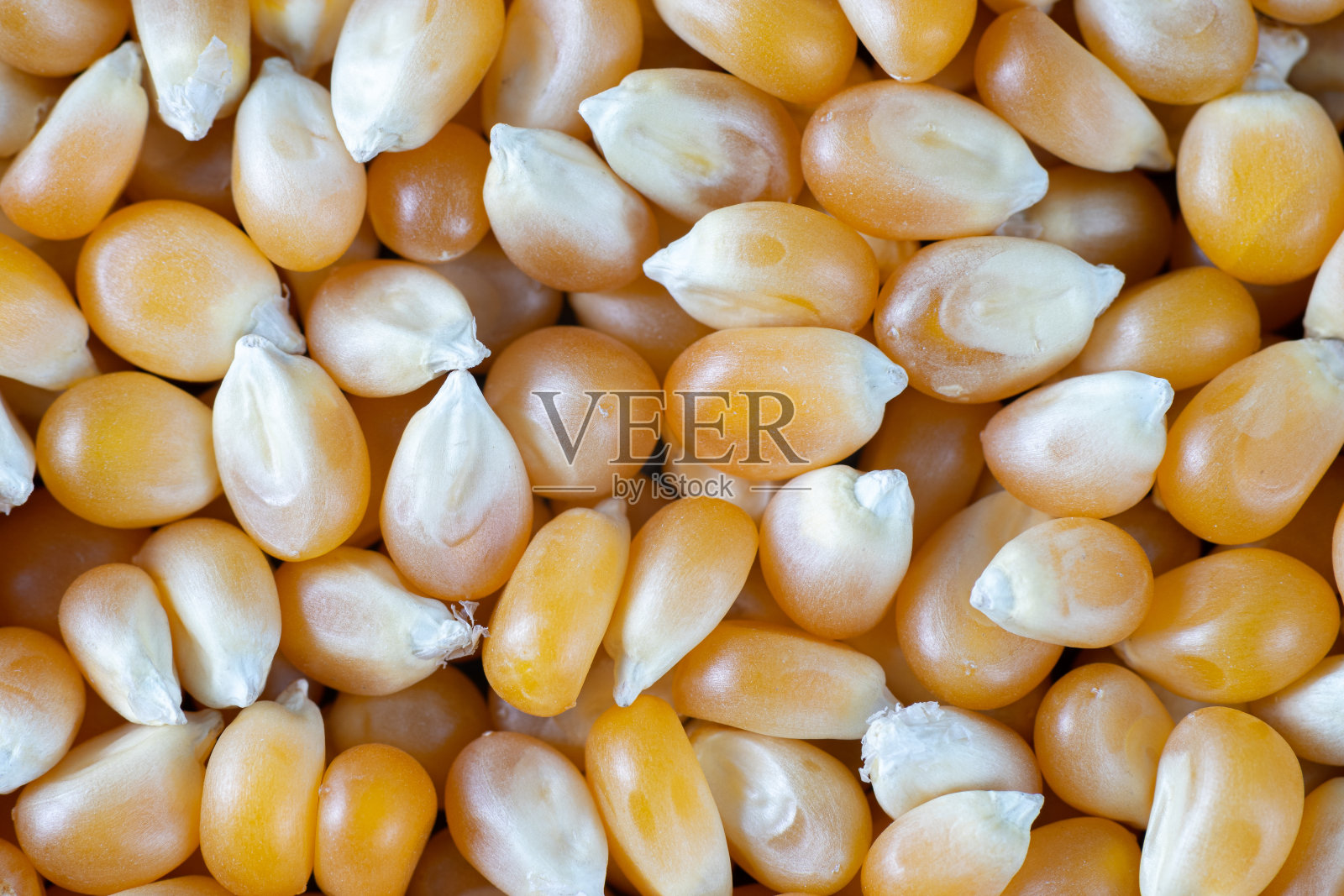 以玉米粒为背景。俯视图照片摄影图片